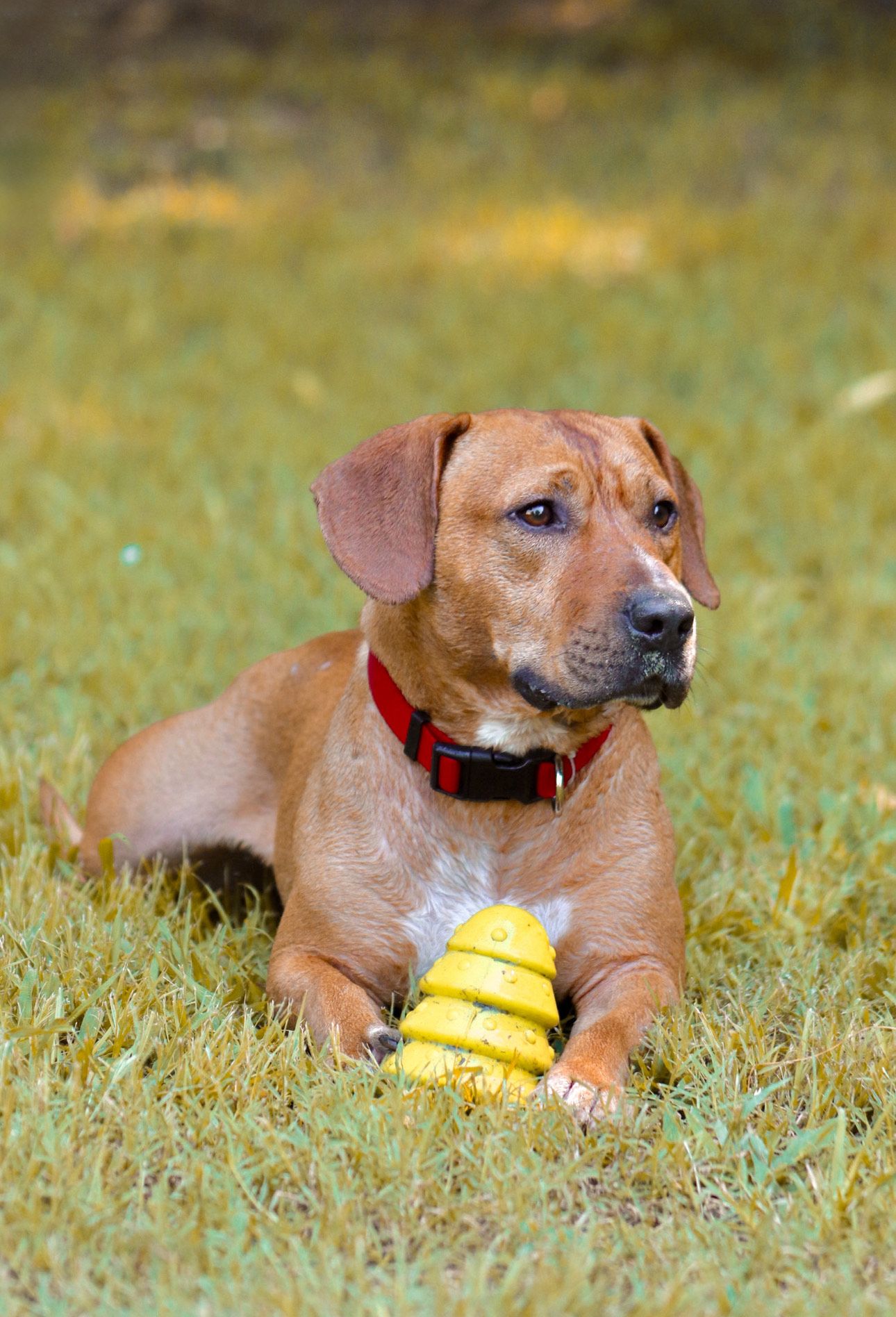 Portrait of a dog laying in the grass with a toy, taken in warm natural light