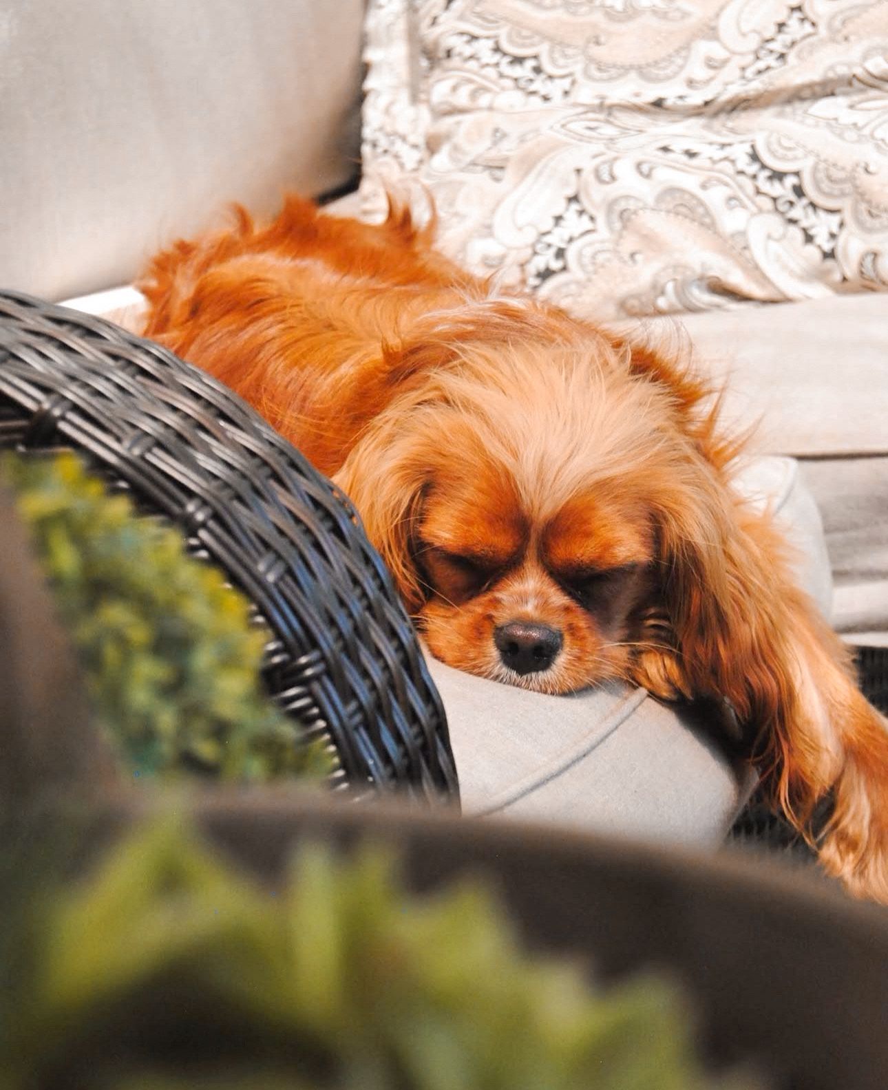 portrait of a sleeping King Charles Caviler Spaniel, taken in a candid natural session