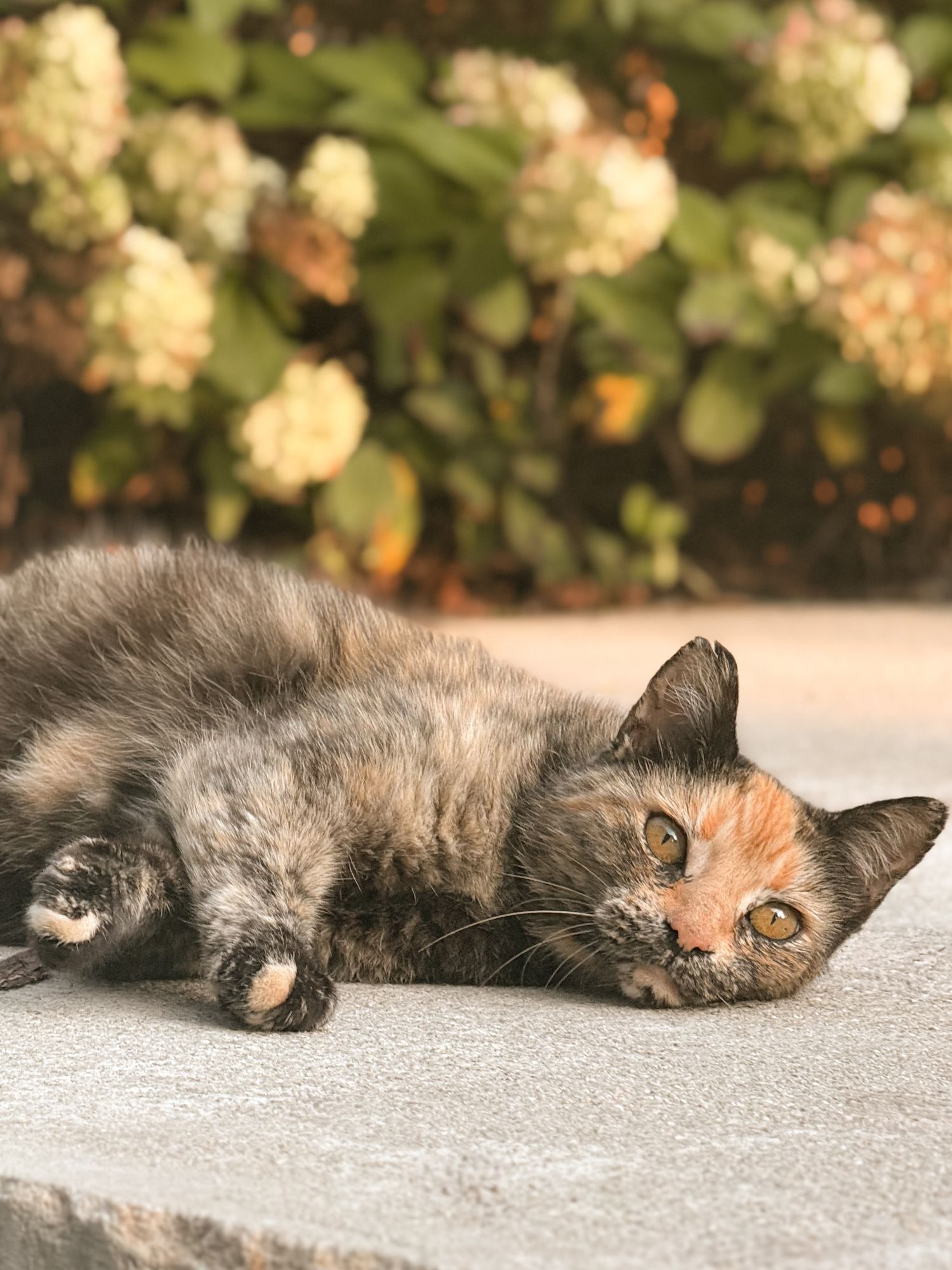 Portrait of a cat laying down in front of a flower bush, taken in natural light