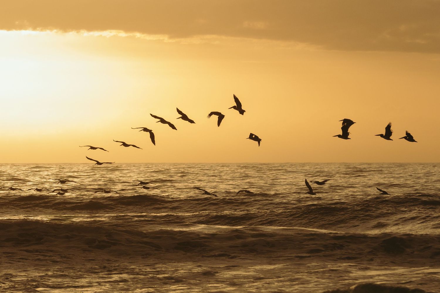Silhouettes of birds flying over ocean waves at sunset in a golden sky with warm tones.