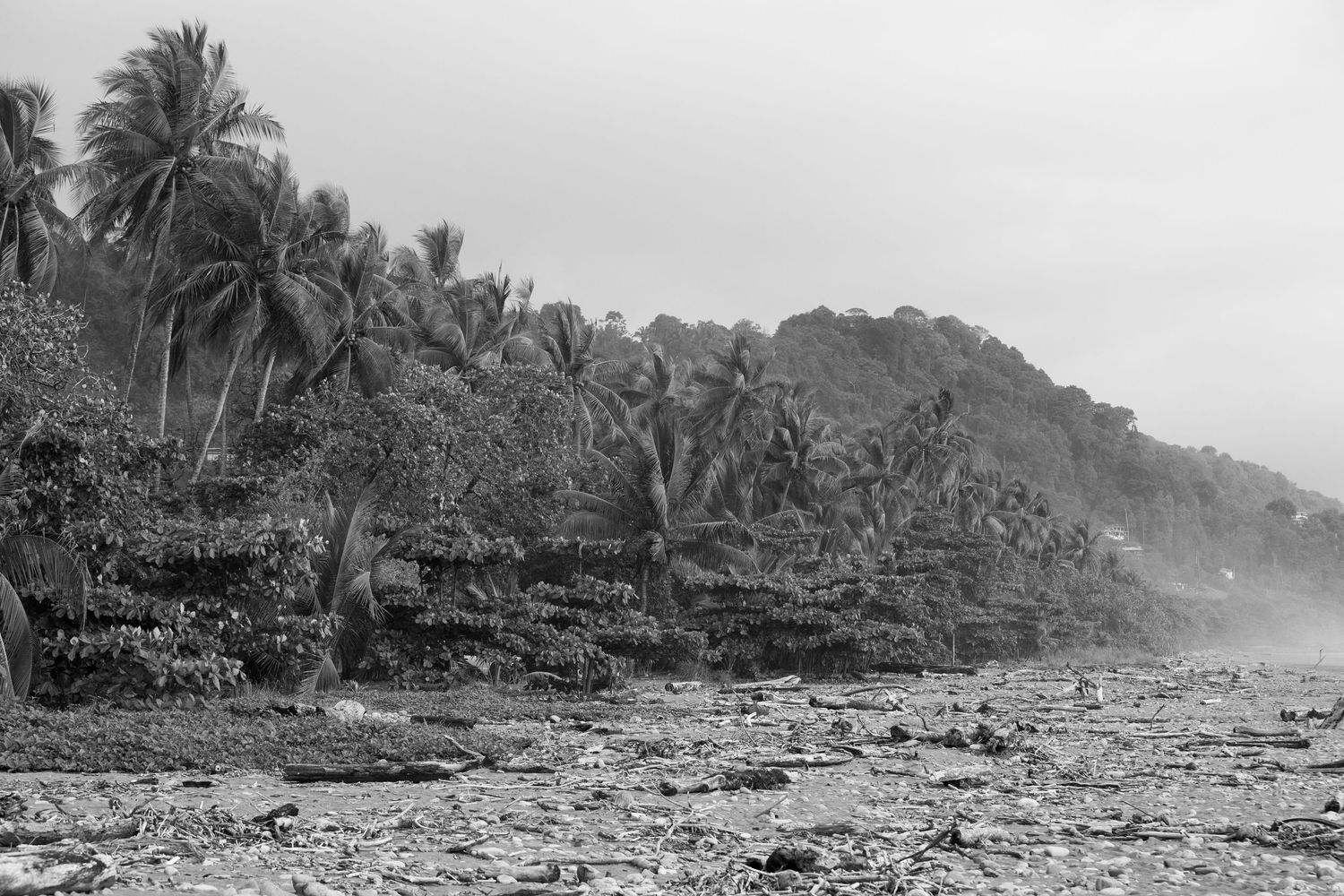 Black and white coastal landscape with palm trees lining a tropical beach.