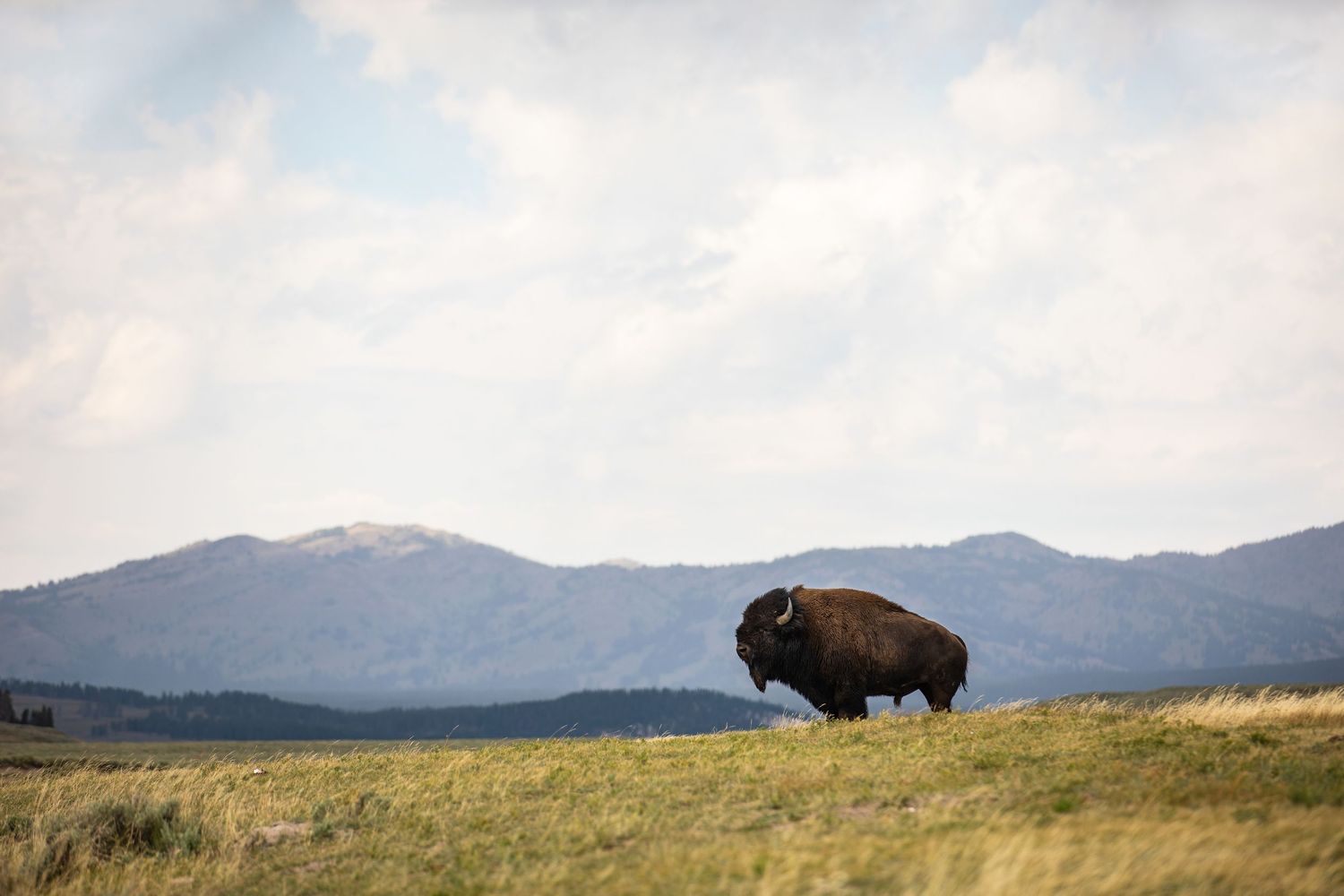 Lone bison stands majestically on a grassy hill with mountains in the background.