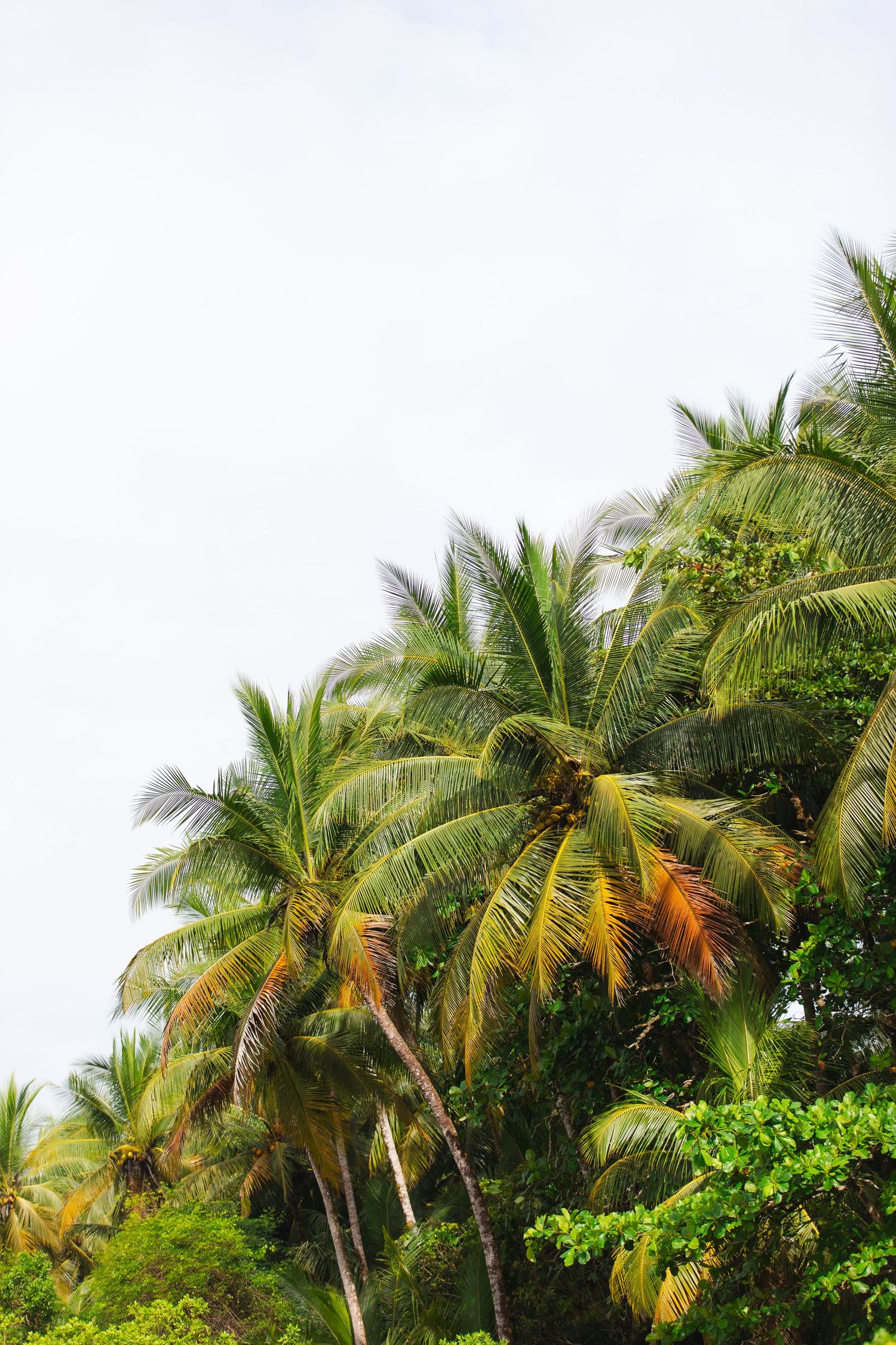 Lush palm trees line a tropical skyline with vibrant green foliage.