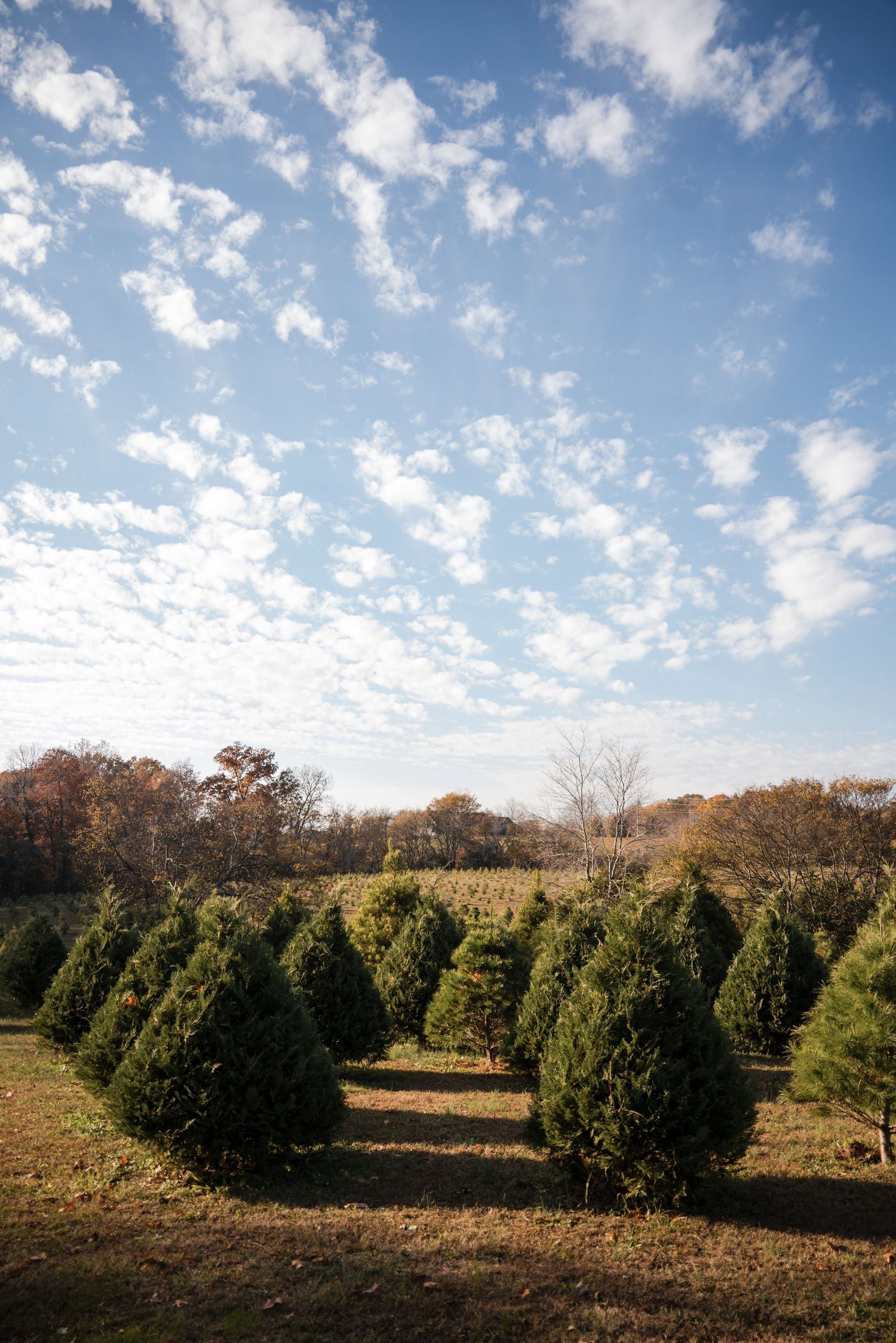 Rows of evergreen Christmas trees growing on a tree farm under a bright blue sky with scattered white clouds.