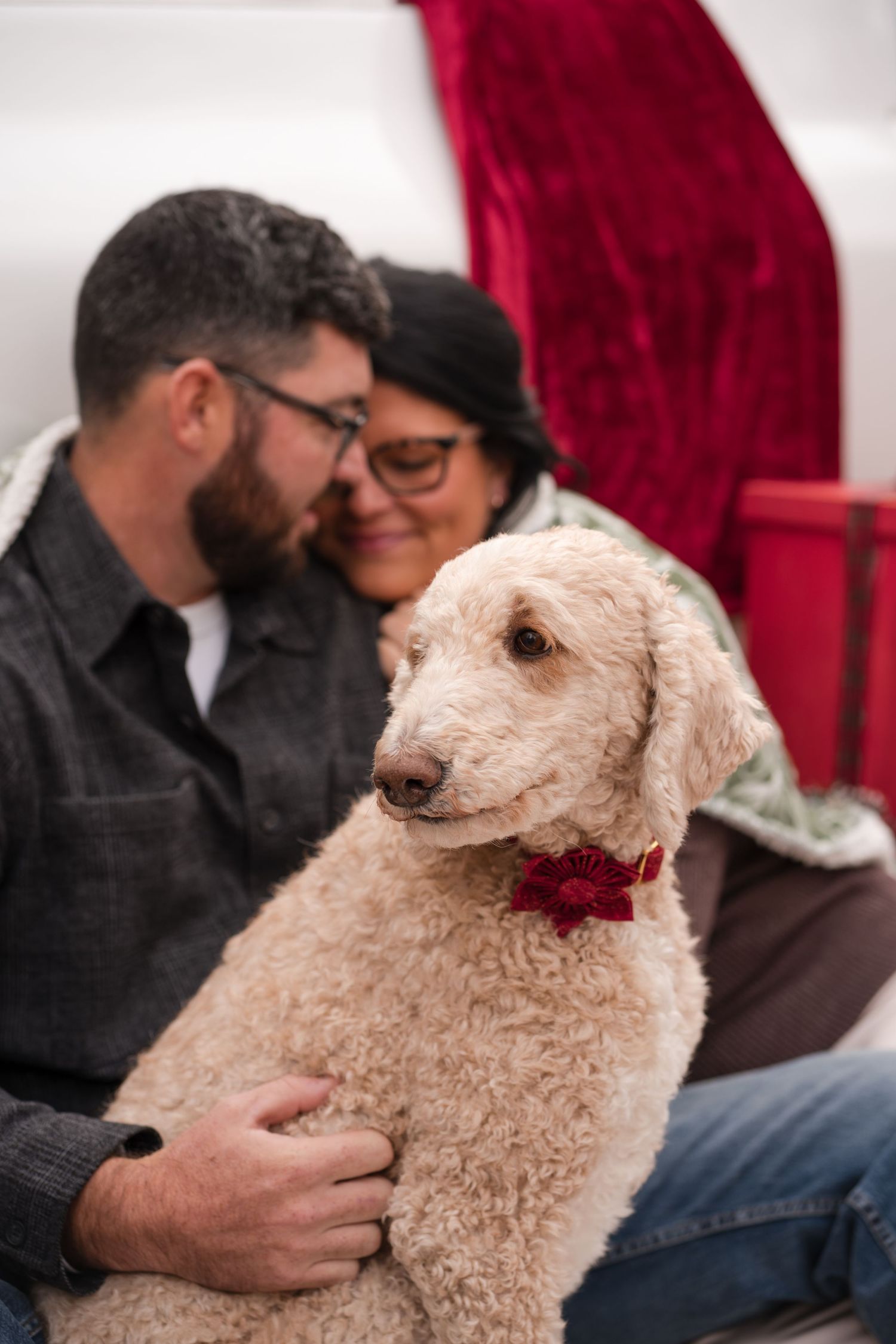 A goldendoodle dog with curly beige fur wearing a red collar sits with its owners on a couch with red curtains behind.