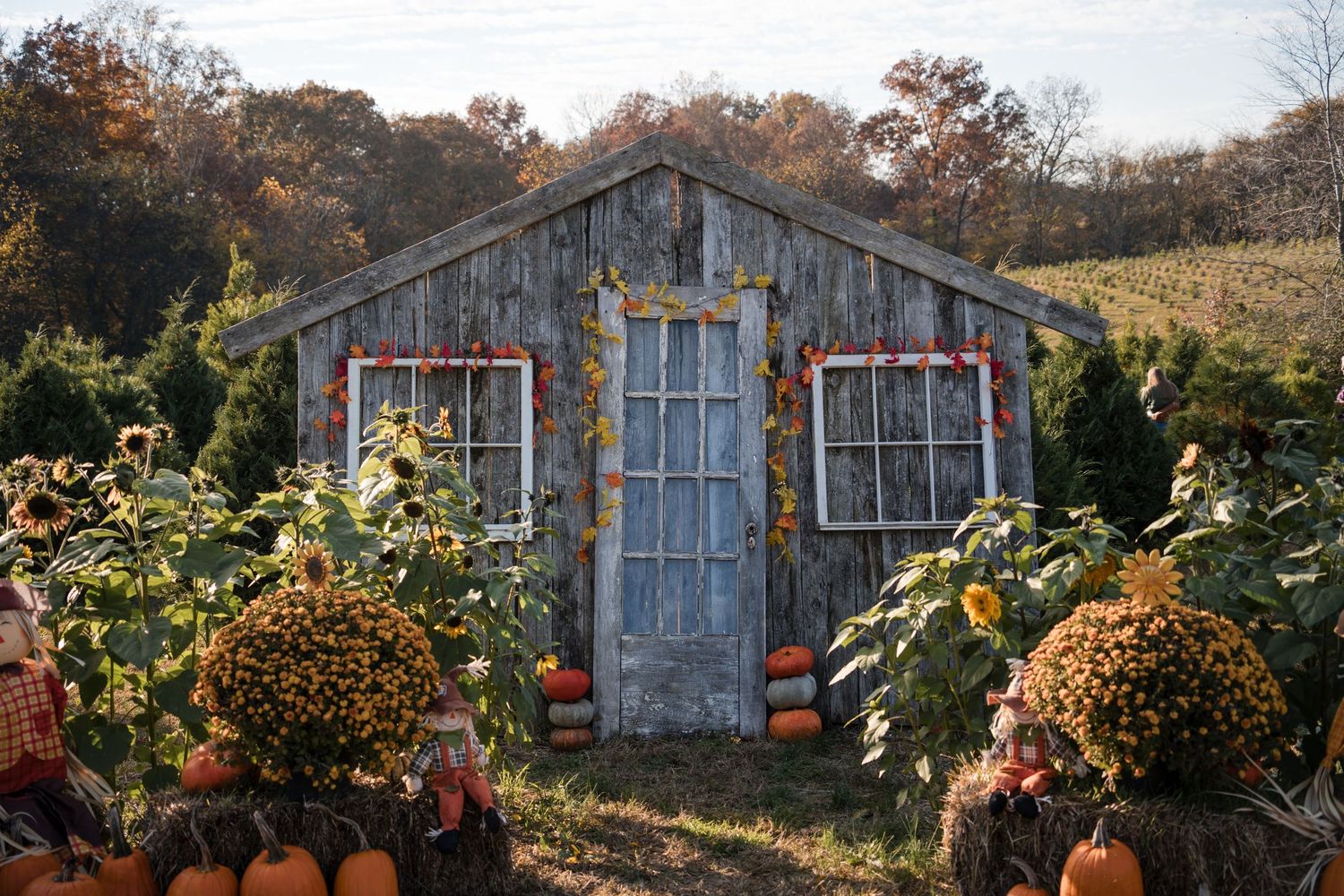 Rustic weathered garden shed decorated with autumn mums and pumpkins against a fall foliage backdrop.