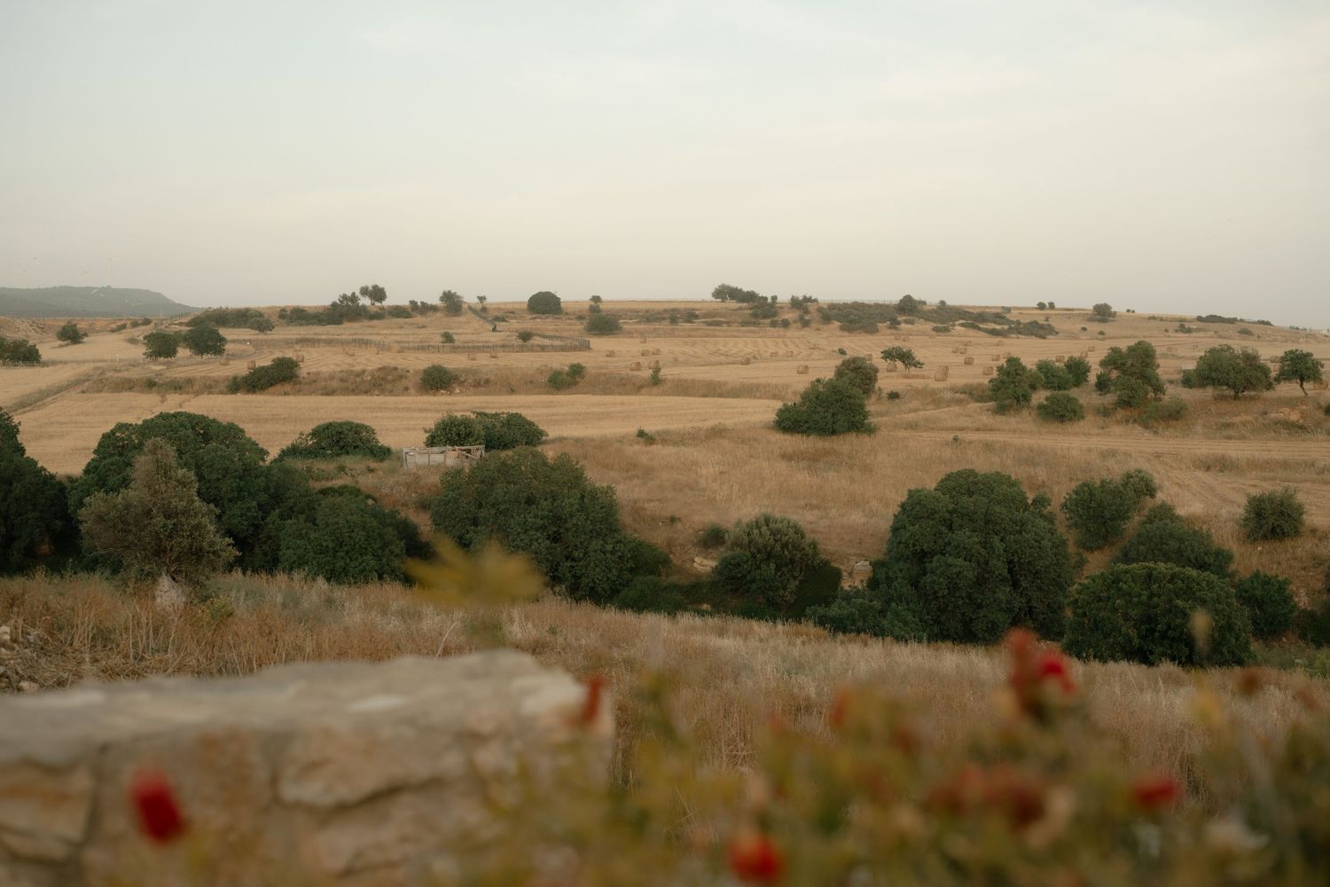 Arid Mediterranean landscape with scattered green trees across golden dry grasslands under a hazy sky.