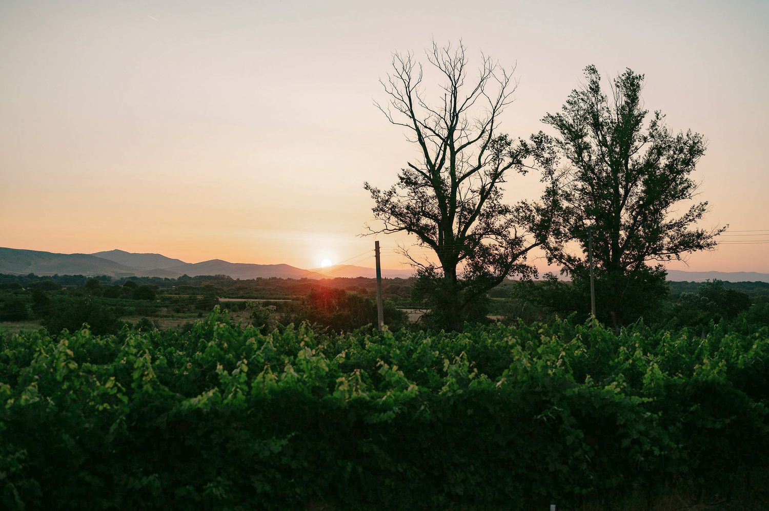 Scenic mountain sunset landscape with silhouetted trees against dusky sky.
