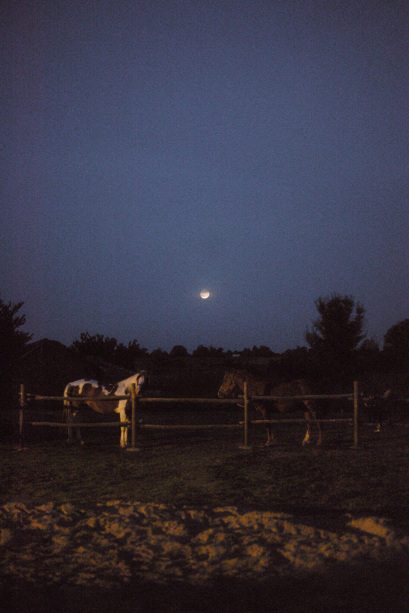 Horses graze in a moonlit pasture with wooden fences under a dark night sky.