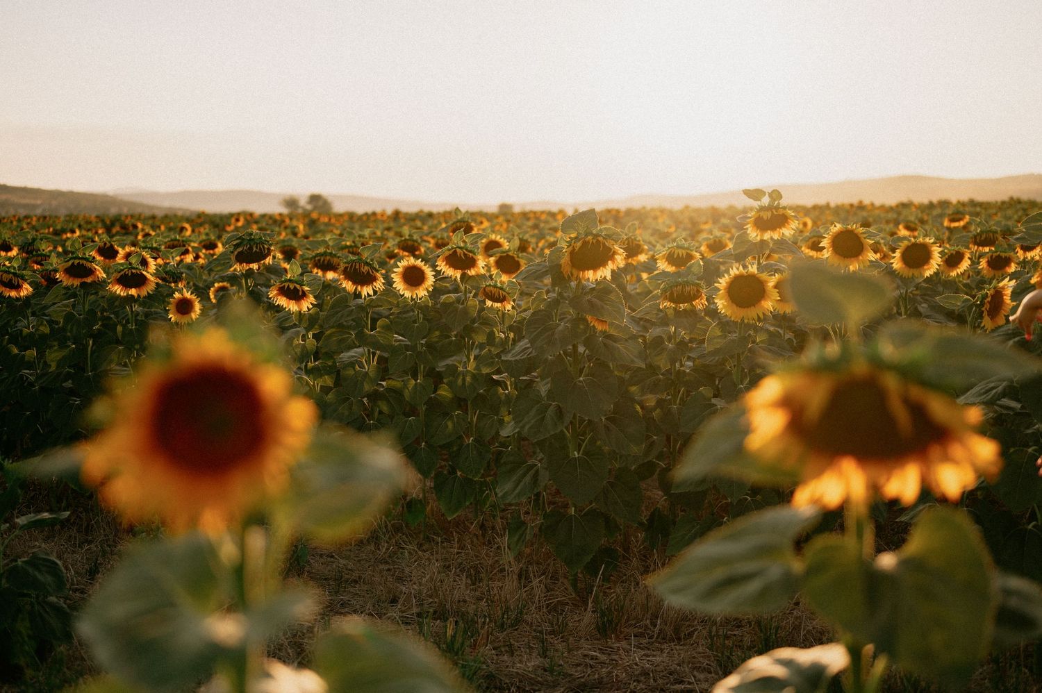 A vast sunflower field glowing in warm golden sunset light with rolling hills in the background.