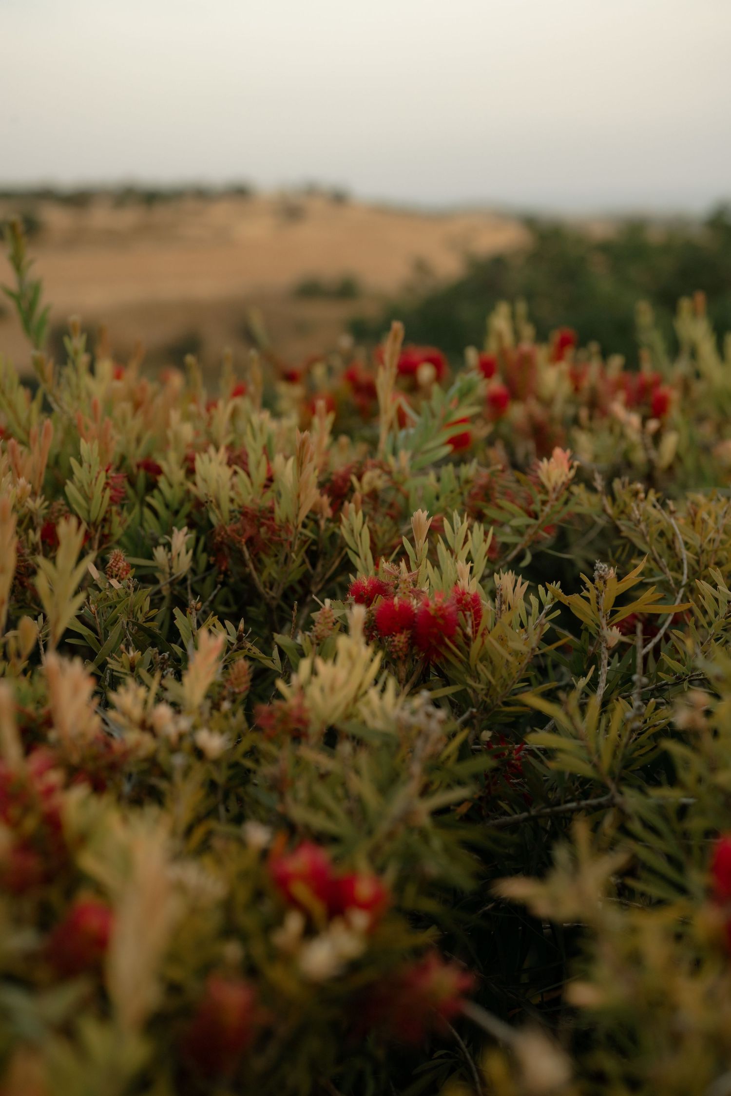 Close-up of red bottlebrush flowers on green shrubs with a blurred golden landscape in the background.