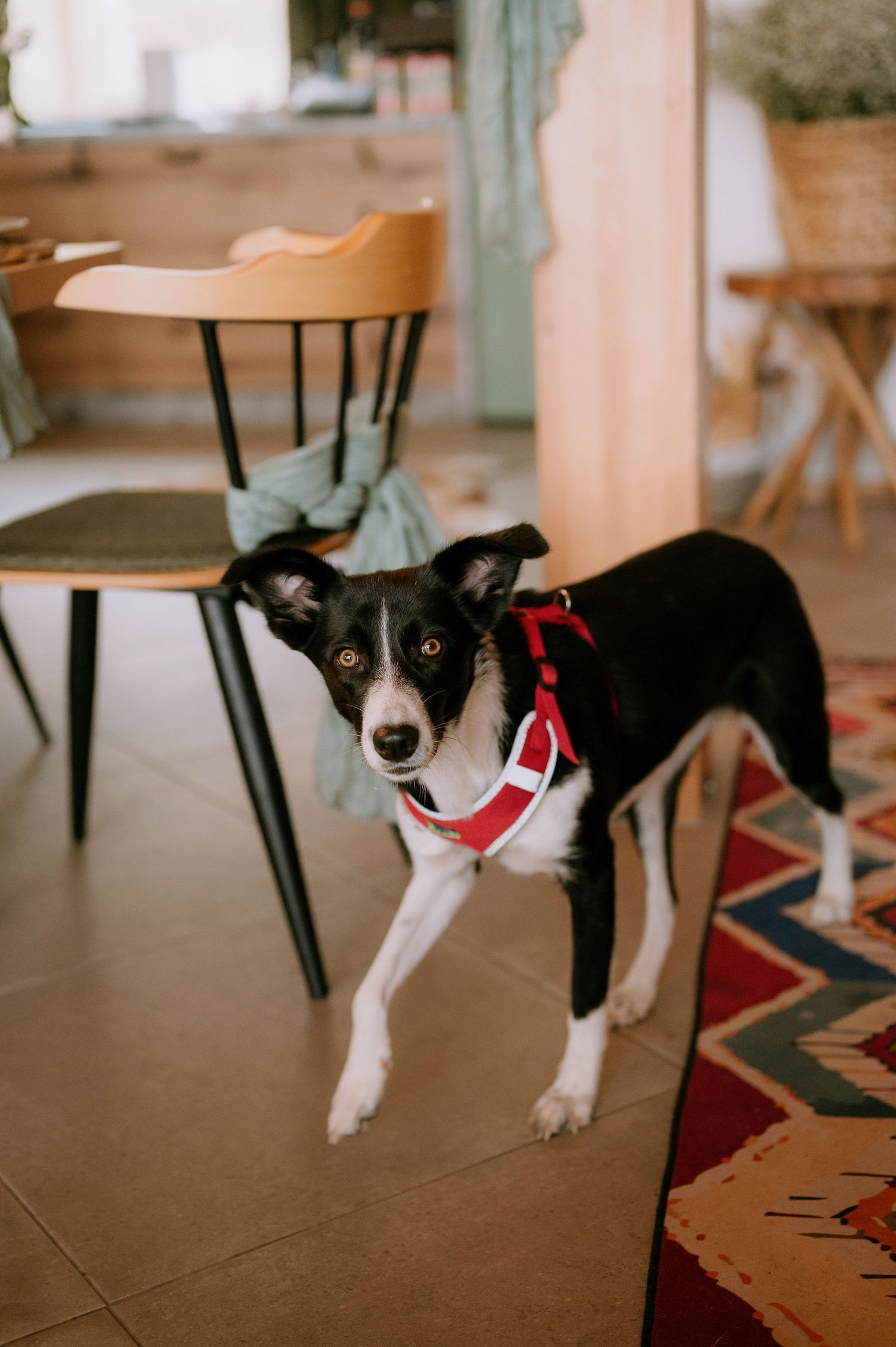 Black and white dog playing on tiled floor in casual indoor setting.