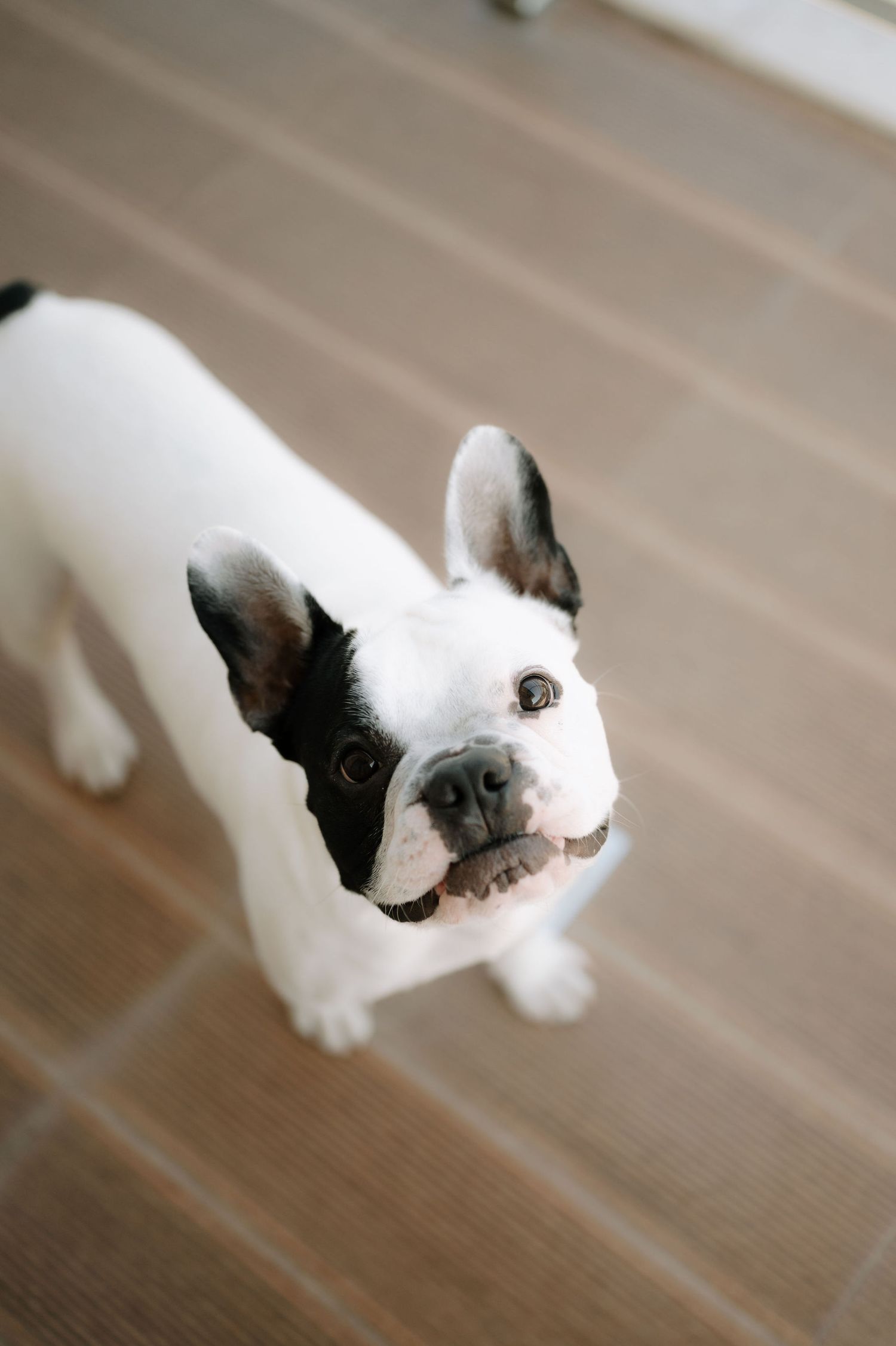 A white French Bulldog with black ears looks up expectantly while standing on hardwood flooring.