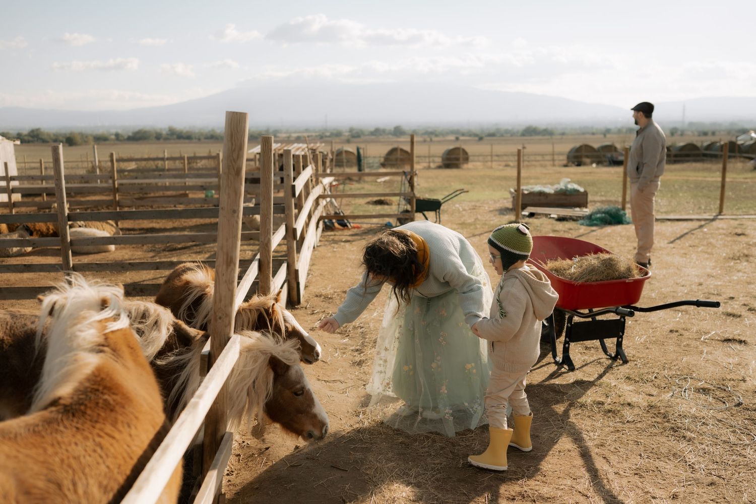 A group of alpacas stand in a dusty ranch enclosure while being fed by their caretakers.