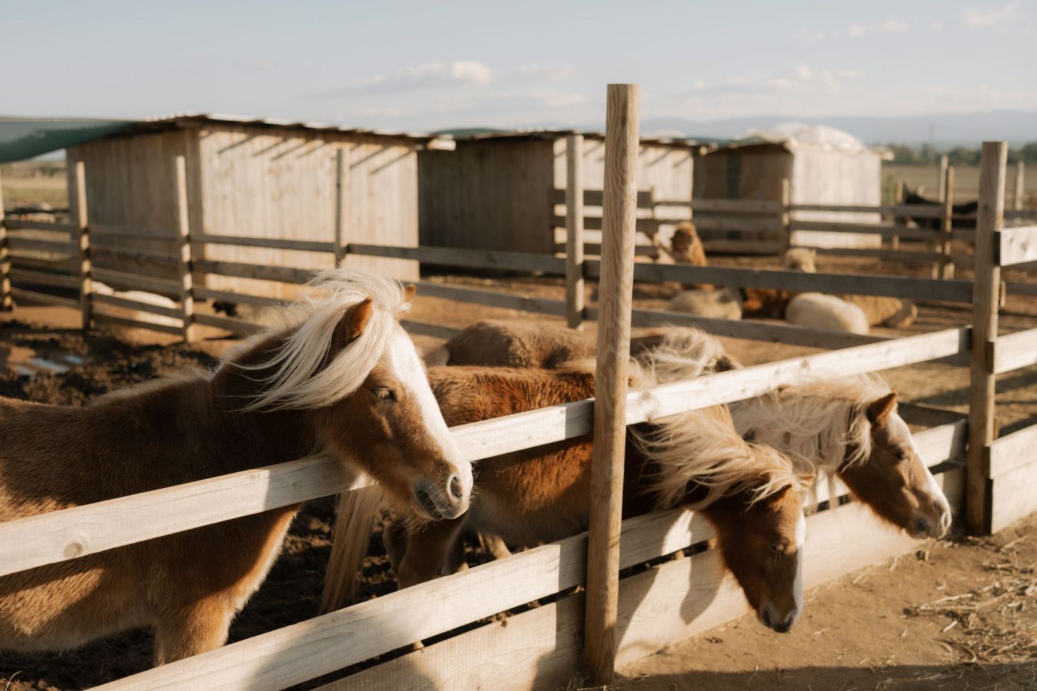 A series of connected photos showing horses behind wooden fences at a ranch or stable facility.