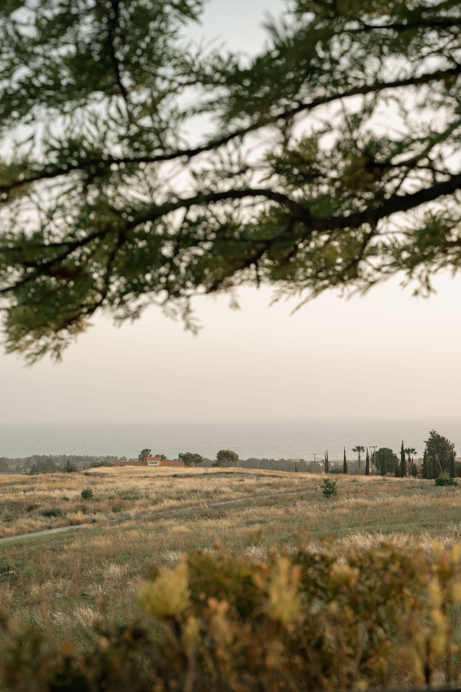A serene rural landscape with golden fields stretching toward the sea, framed by blurred green tree branches in soft evening light.