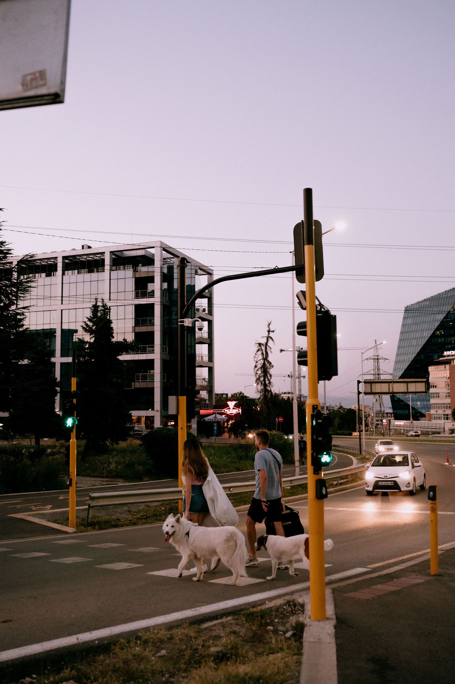 People walking dogs at dusk near traffic lights and modern buildings.