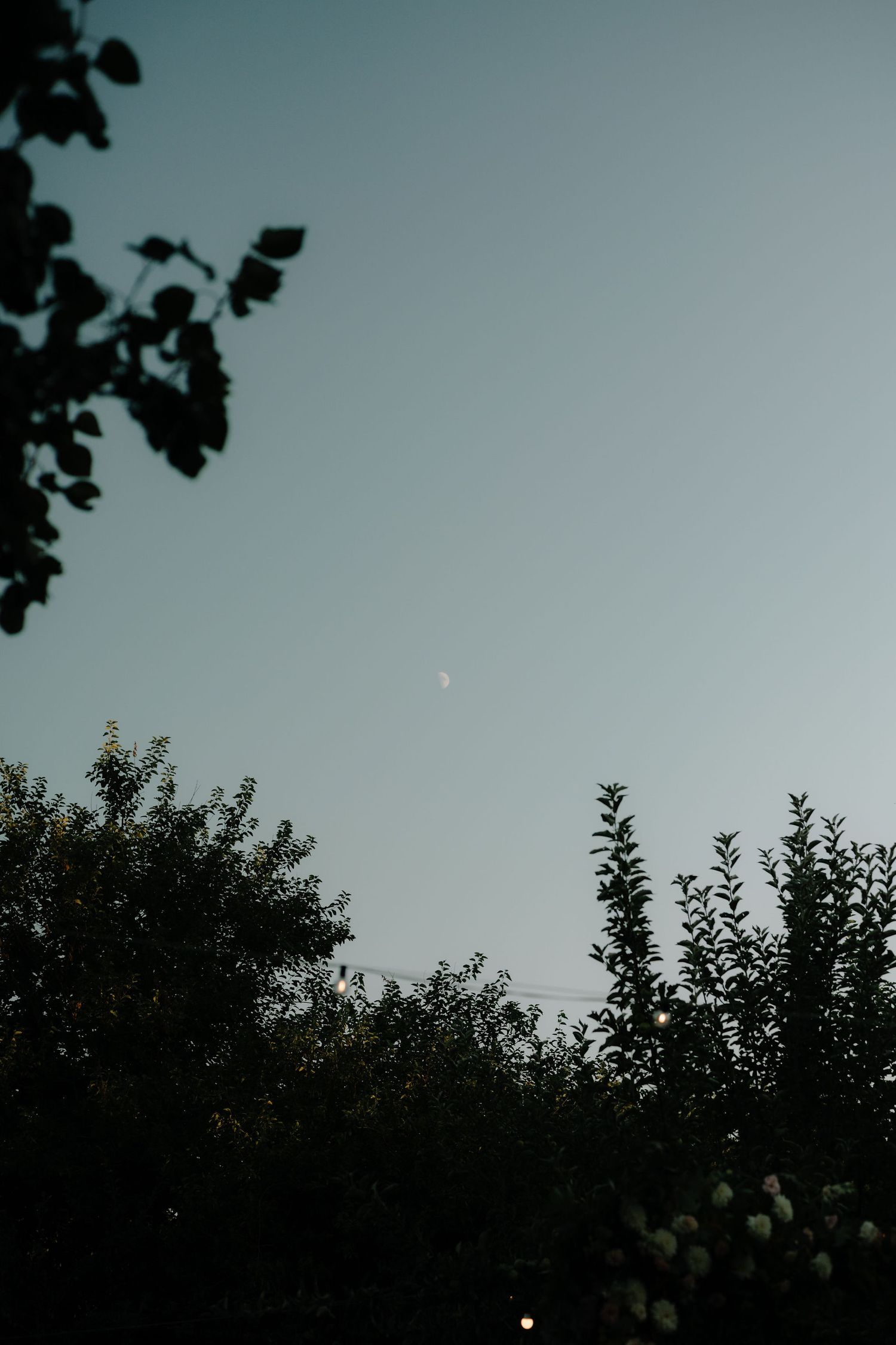 A faint crescent moon visible in a dusky blue sky above dark tree silhouettes at twilight.
