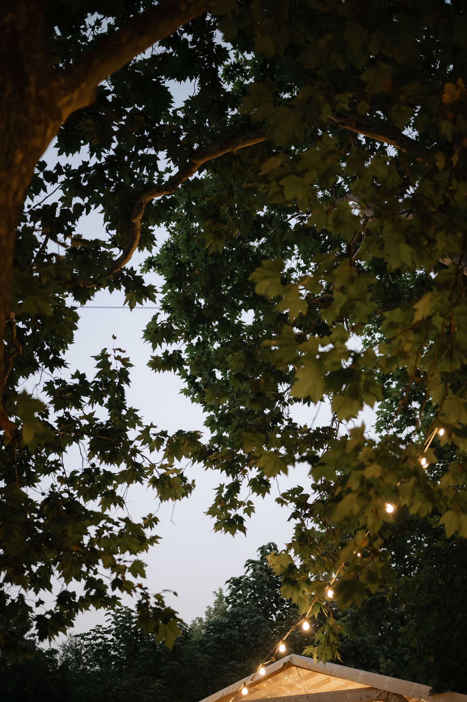 String lights illuminate tree branches and a rustic wooden structure at dusk creating a magical outdoor setting.