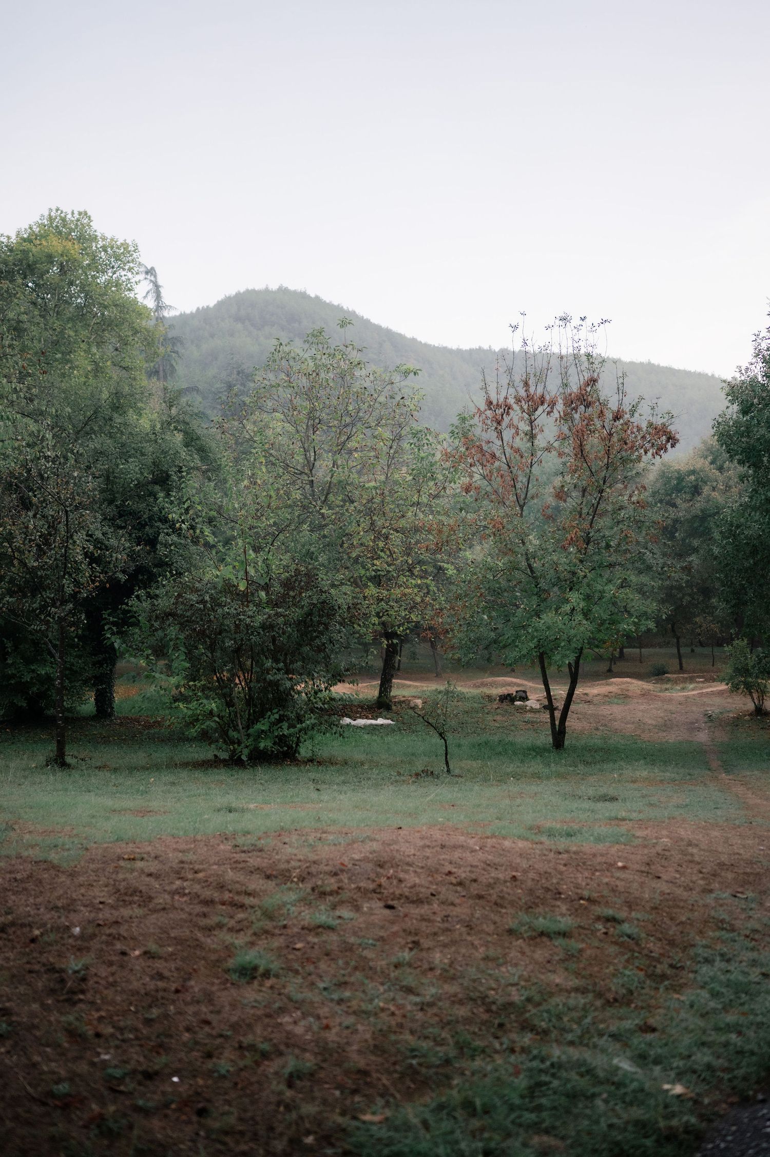 Panoramic view of sparse trees scattered across a rural hillside landscape with mountains in the background.