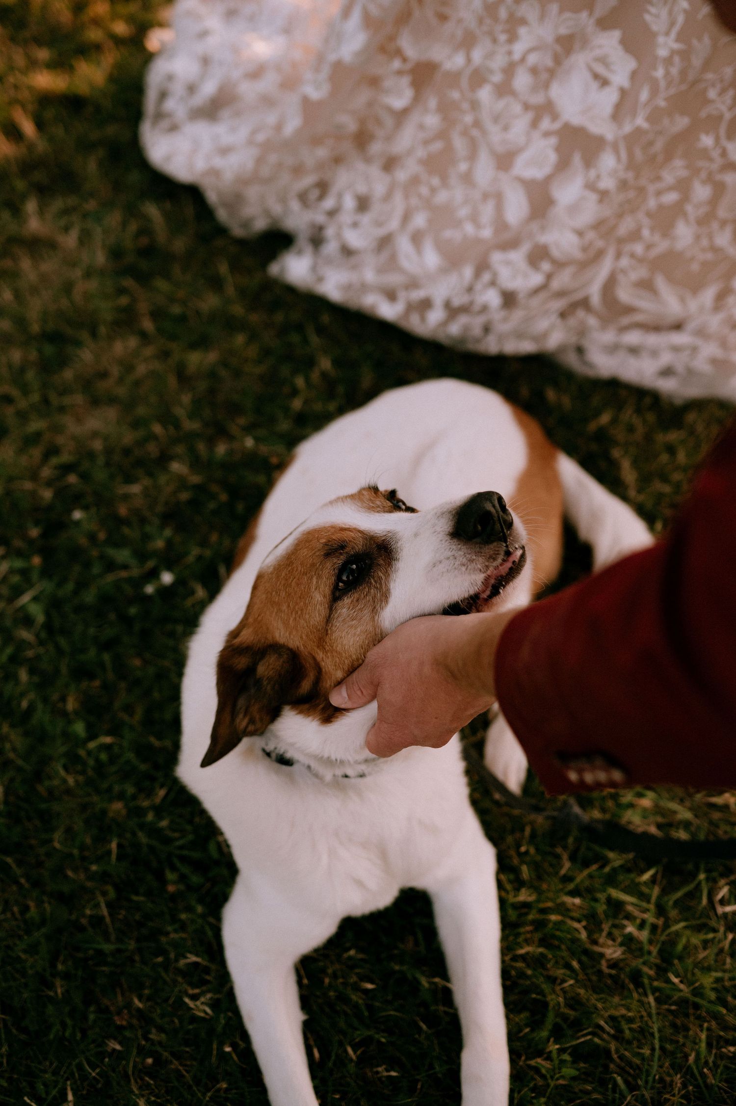 A white and brown spotted dog lying in the grass during golden hour.
