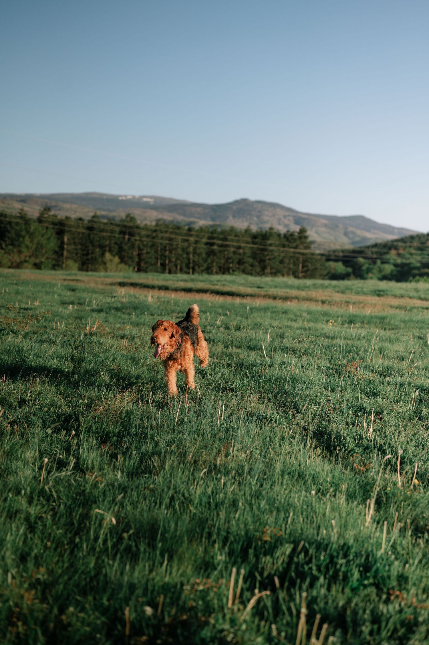A golden-brown dog runs through tall grass in a mountain valley with evergreen trees and blue skies.