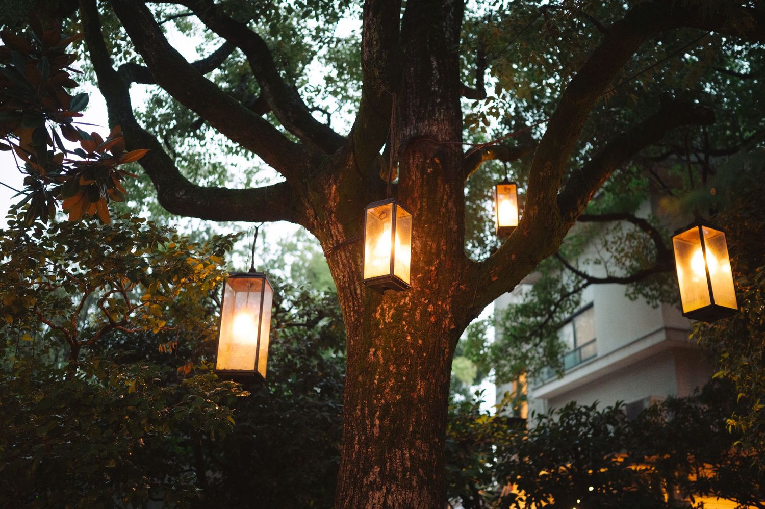 Glowing lanterns hang from tree branches creating a magical evening atmosphere in a garden setting.