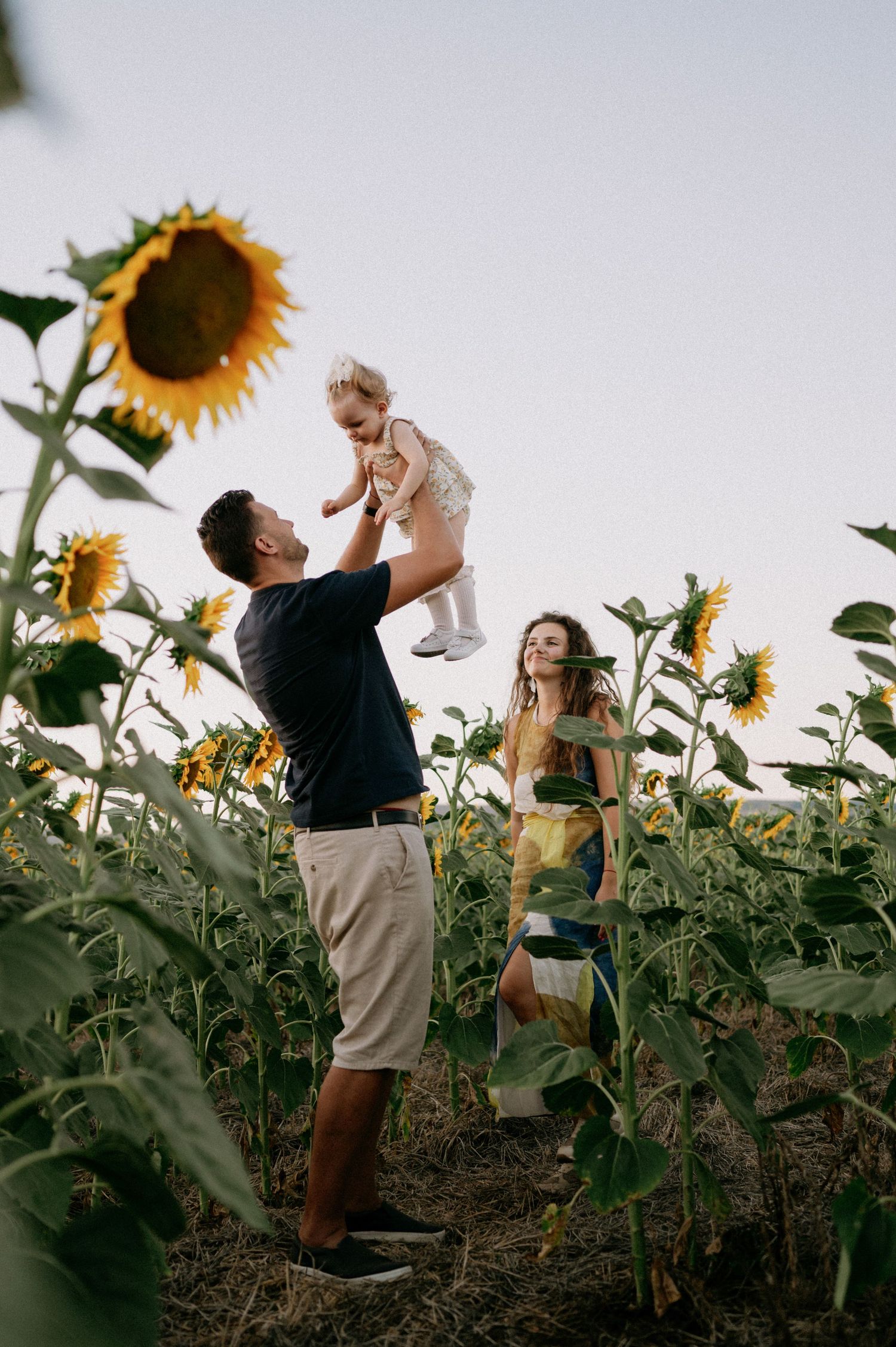 A joyful family plays in a sunflower field, with a father lifting a toddler high in the air as the mother watches.