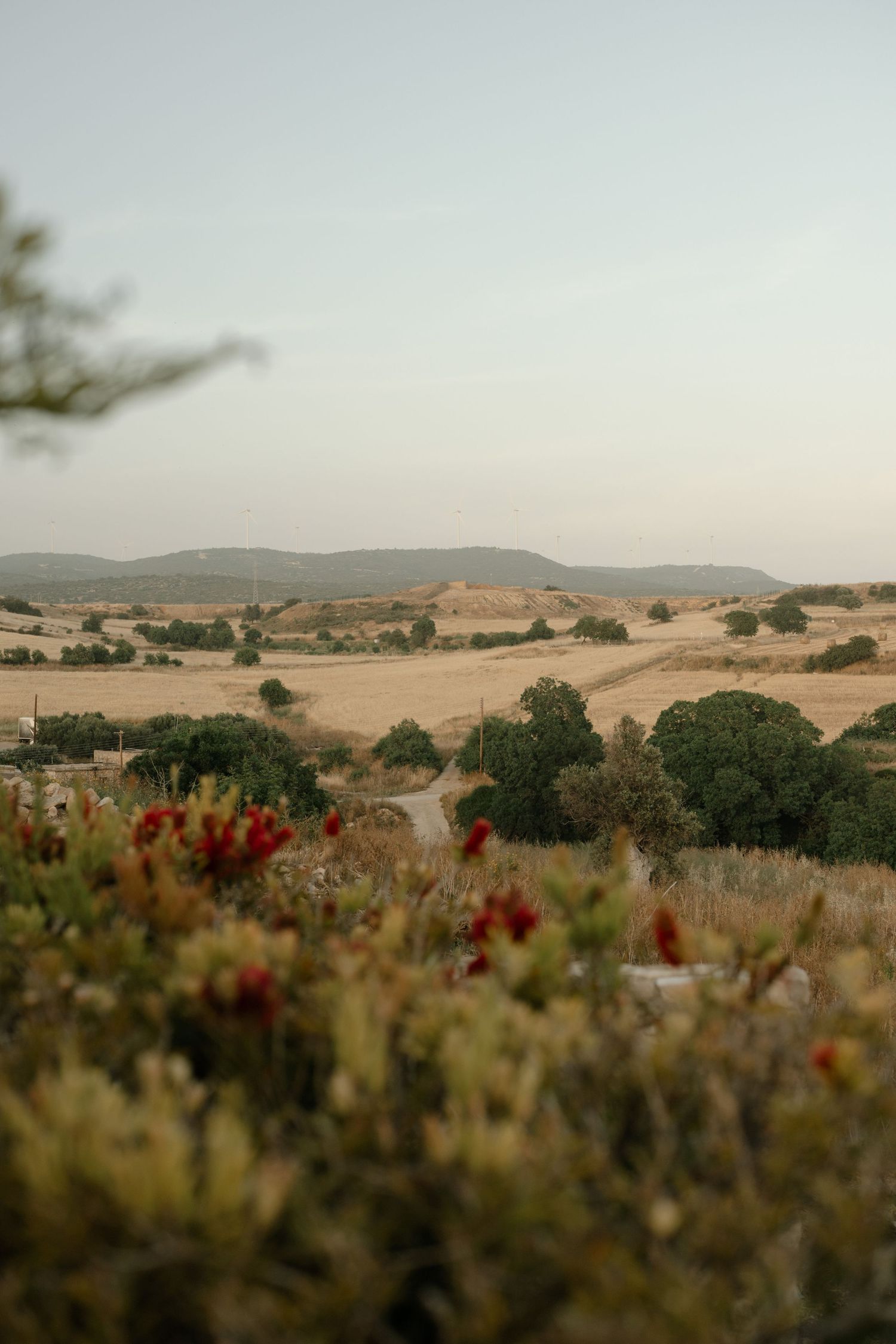 Arid landscape with golden fields, green trees, red wildflowers, and rolling hills under a hazy sky.