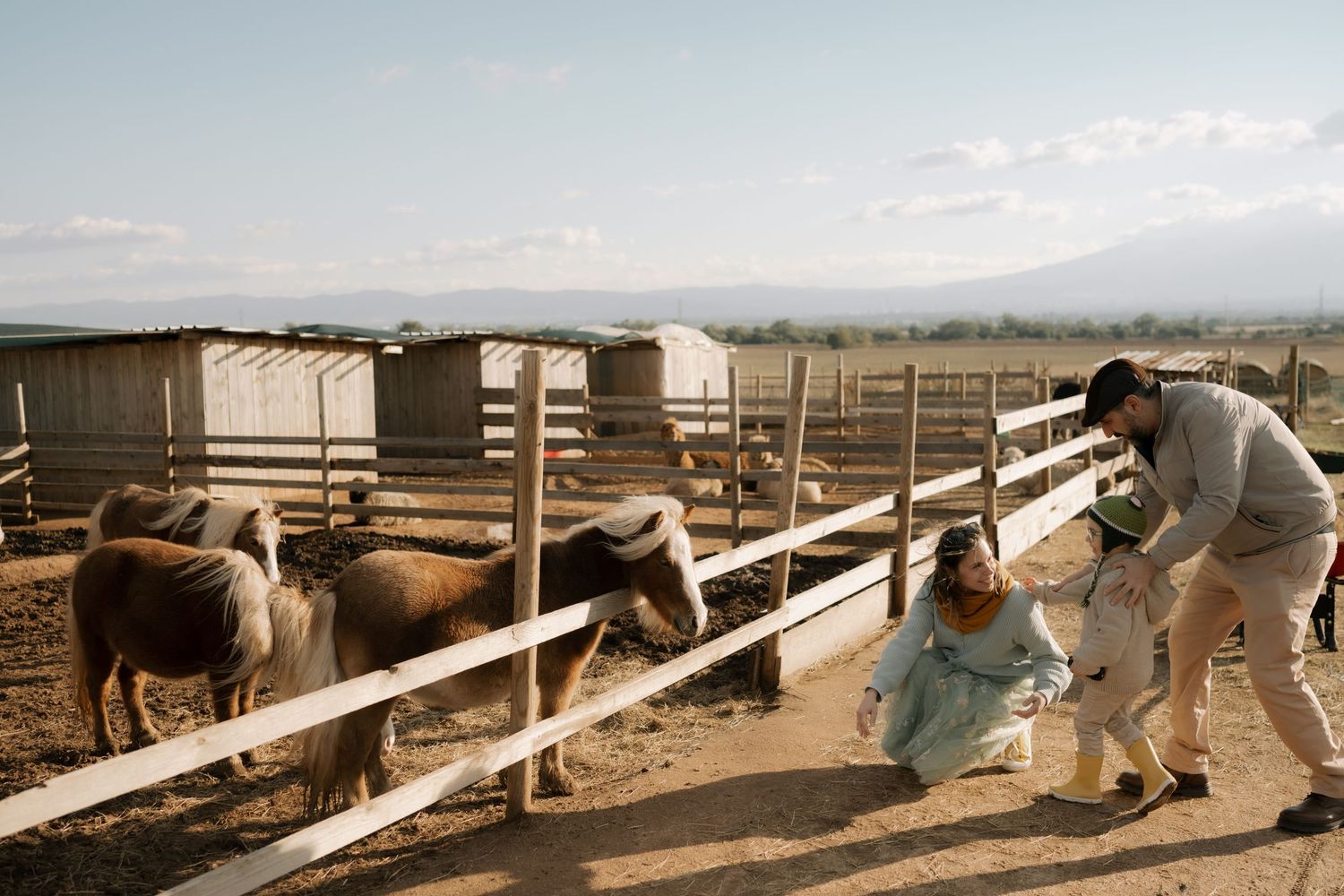 Cattle ranchers work with livestock in wooden pens and corrals on a dusty ranch during a sunny day.