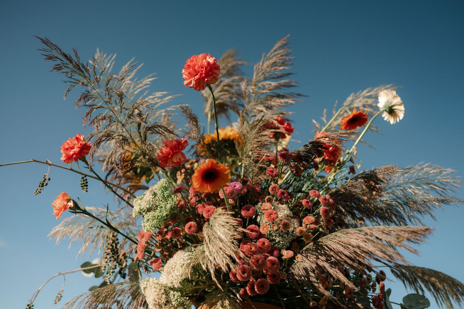 Coral-colored flowers bloom among feathery pampas grass against a bright blue sky background.