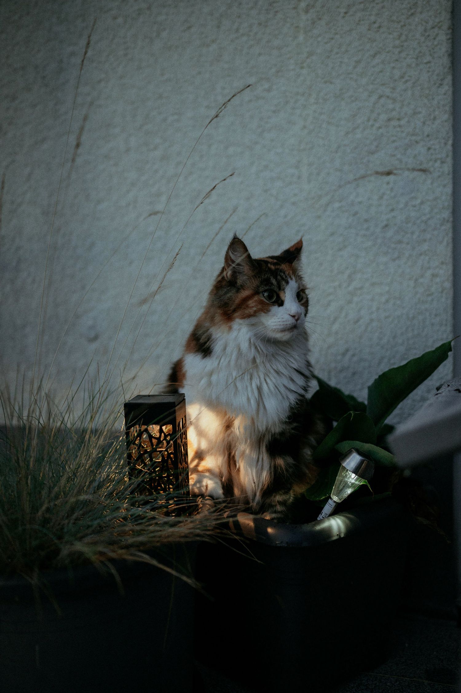 Fluffy white and ginger cat resting in garden shadows at dusk.
