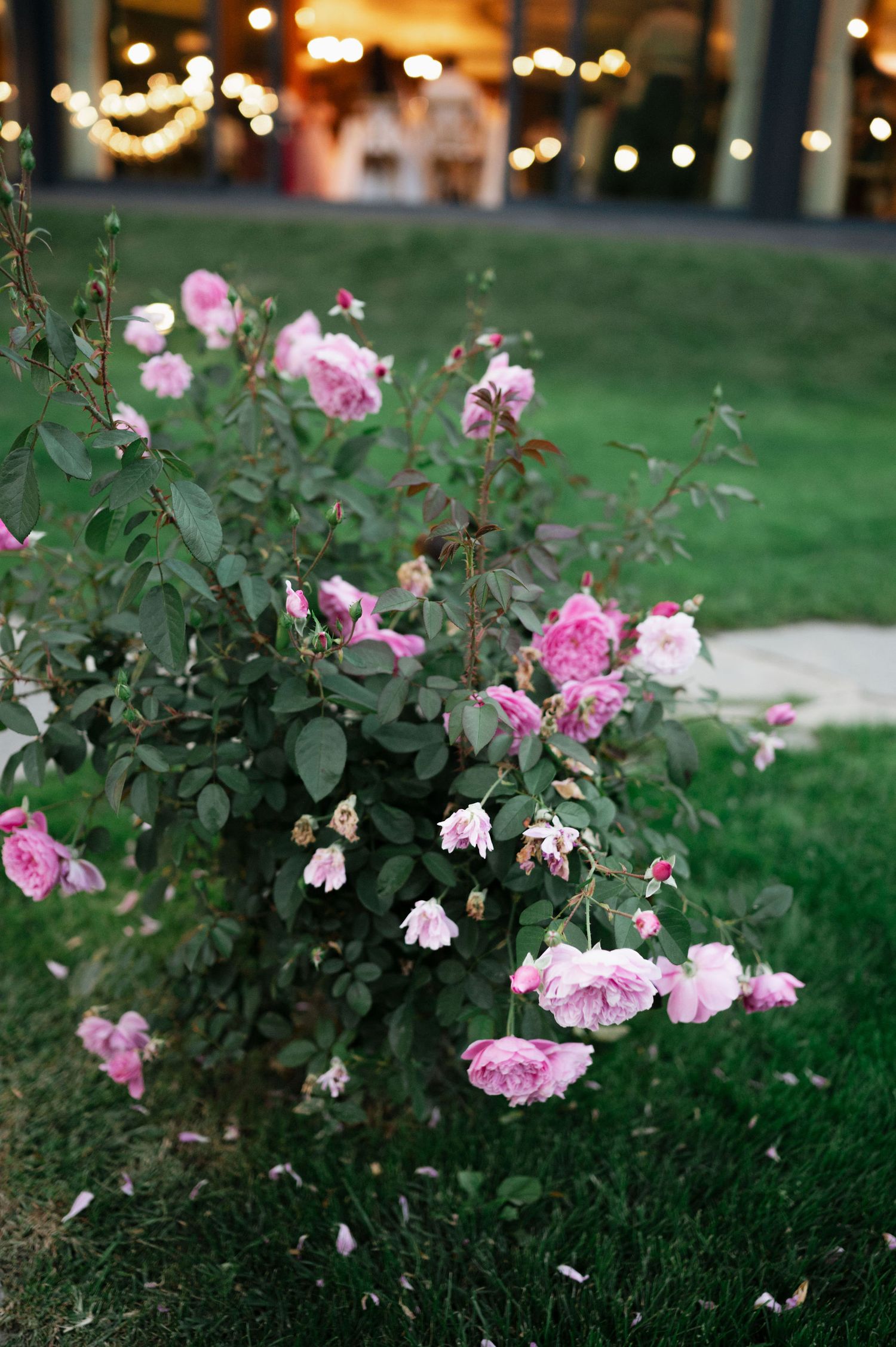 Pink garden roses blooming in landscaped grounds outside event venue.