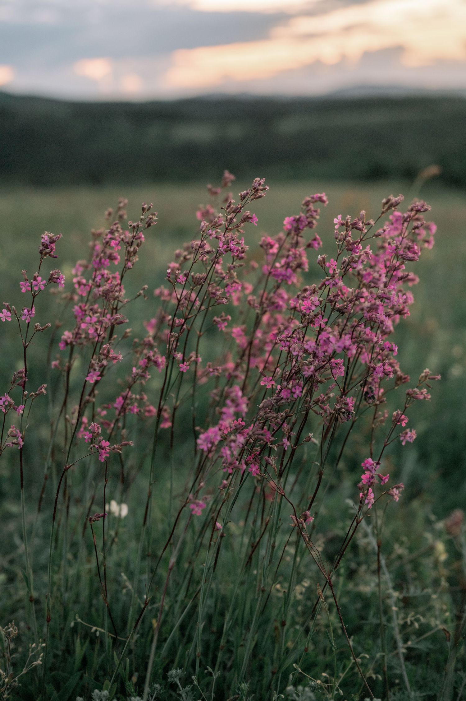 Pink wildflowers blooming in a green meadow at dusk with soft cloudy sky in the background.