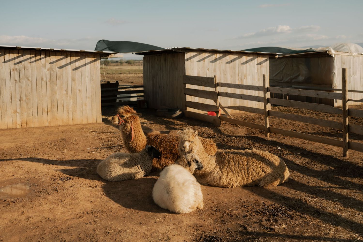 A brown and white llama rests on sandy ground near wooden fencing during sunset.