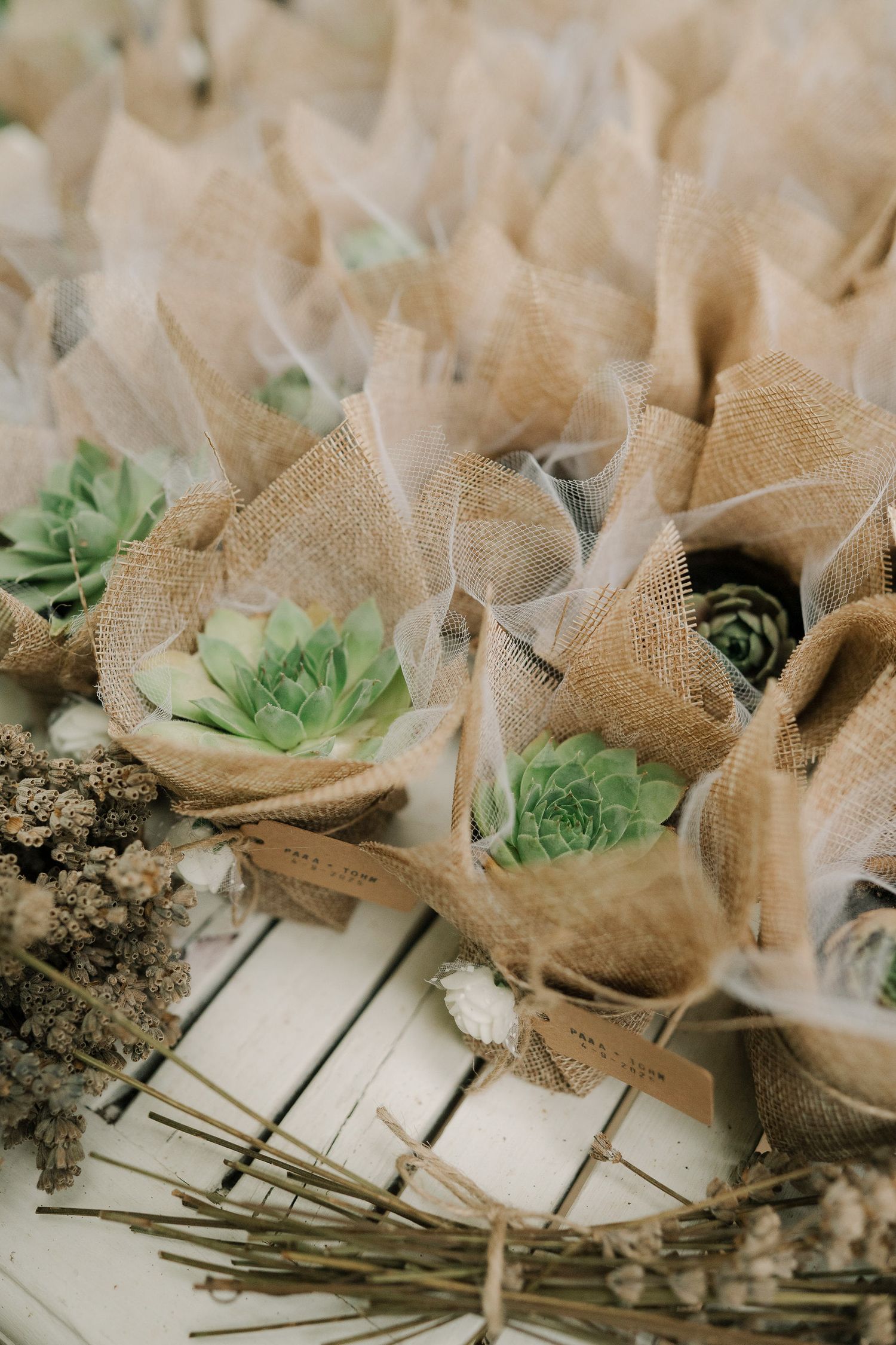 Small green succulent plants wrapped in burlap fabric arranged on a white wooden surface with decorative twigs.