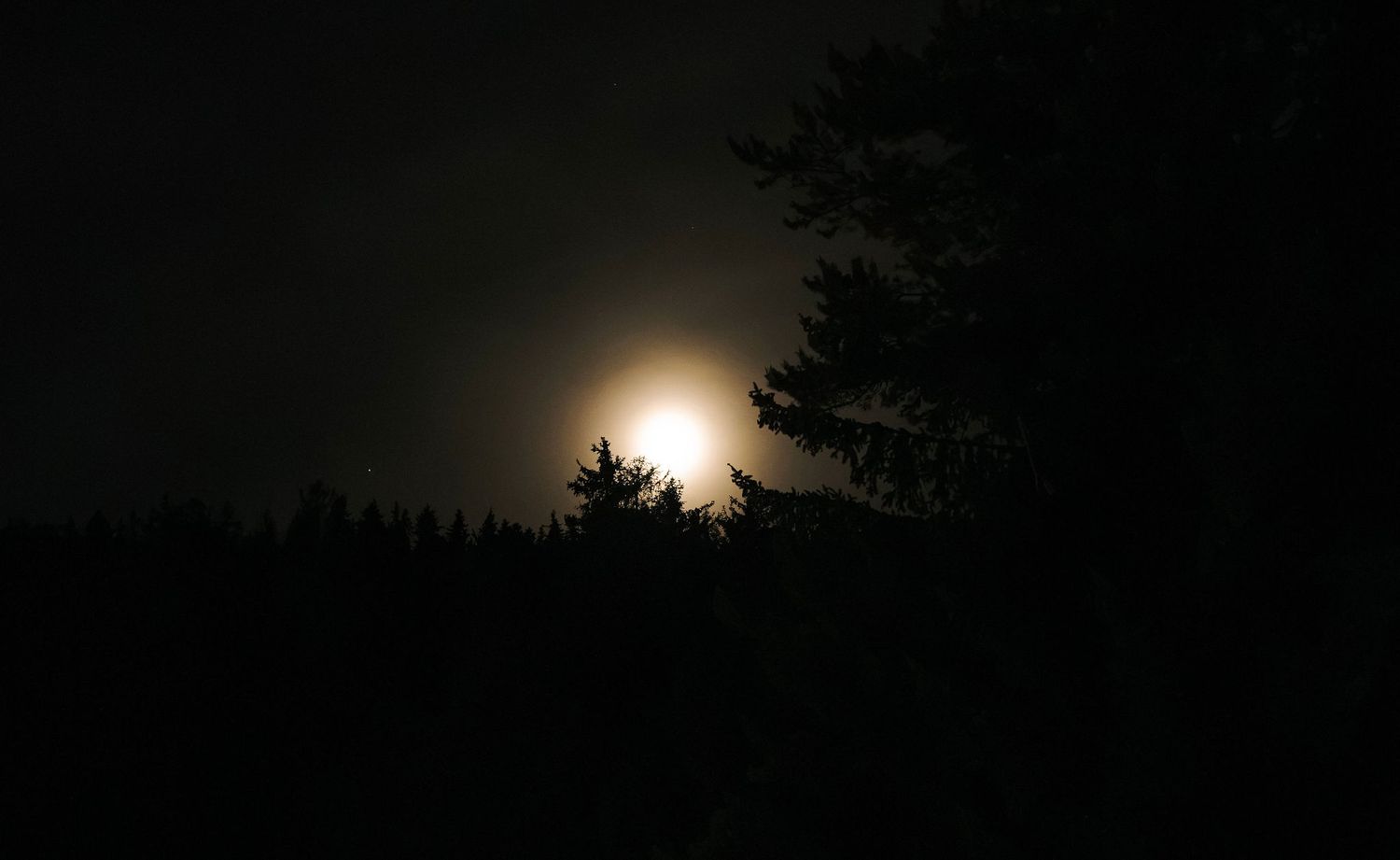 A glowing full moon rises behind dark silhouetted trees against a night sky.