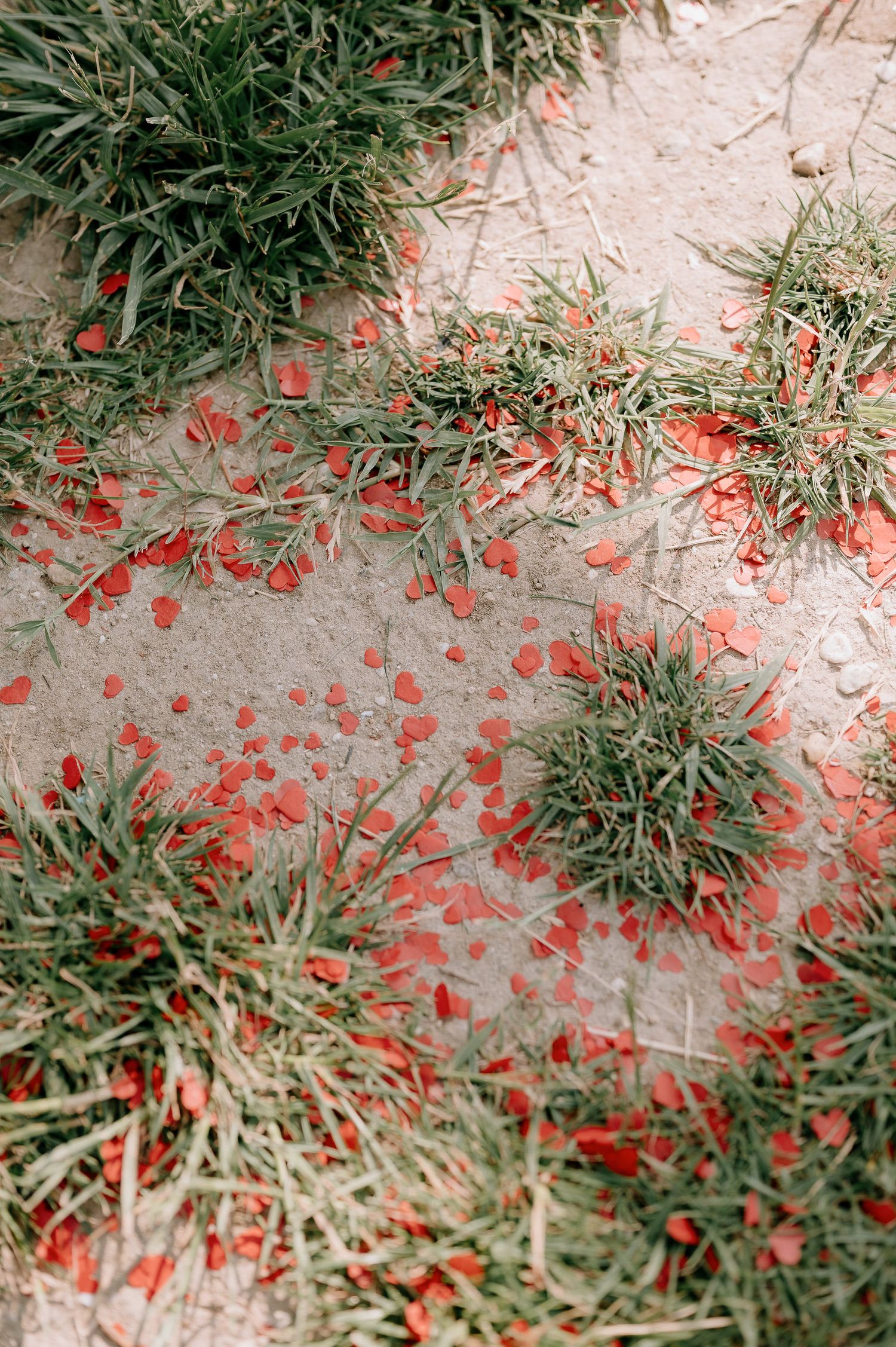 Red rose petals scattered on concrete ground next to green grass.