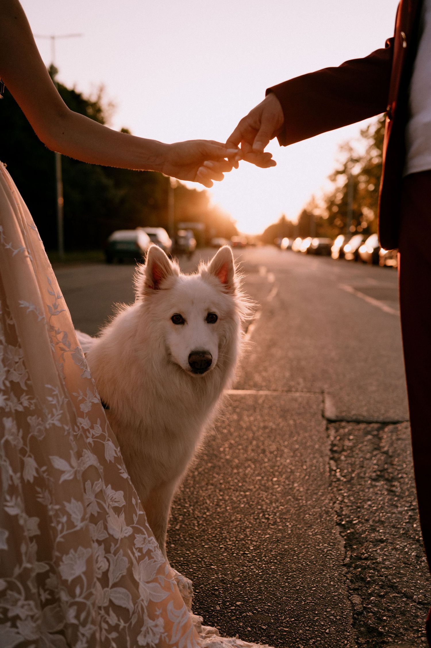 White fluffy dog poses in golden sunset light on a street while wearing a floral dress.