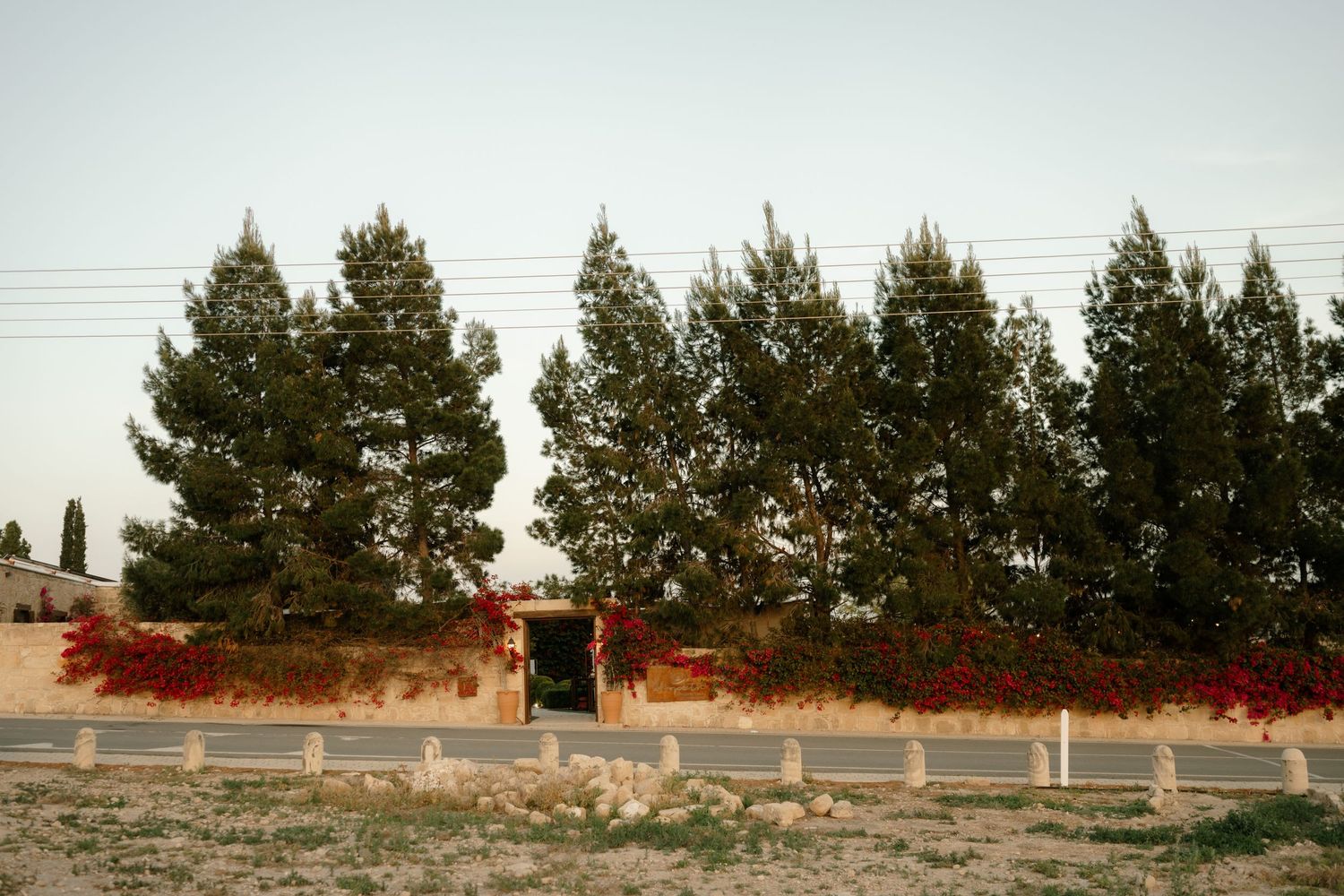 Row of tall green trees behind a white fence with red climbing plants, under a clear sky.