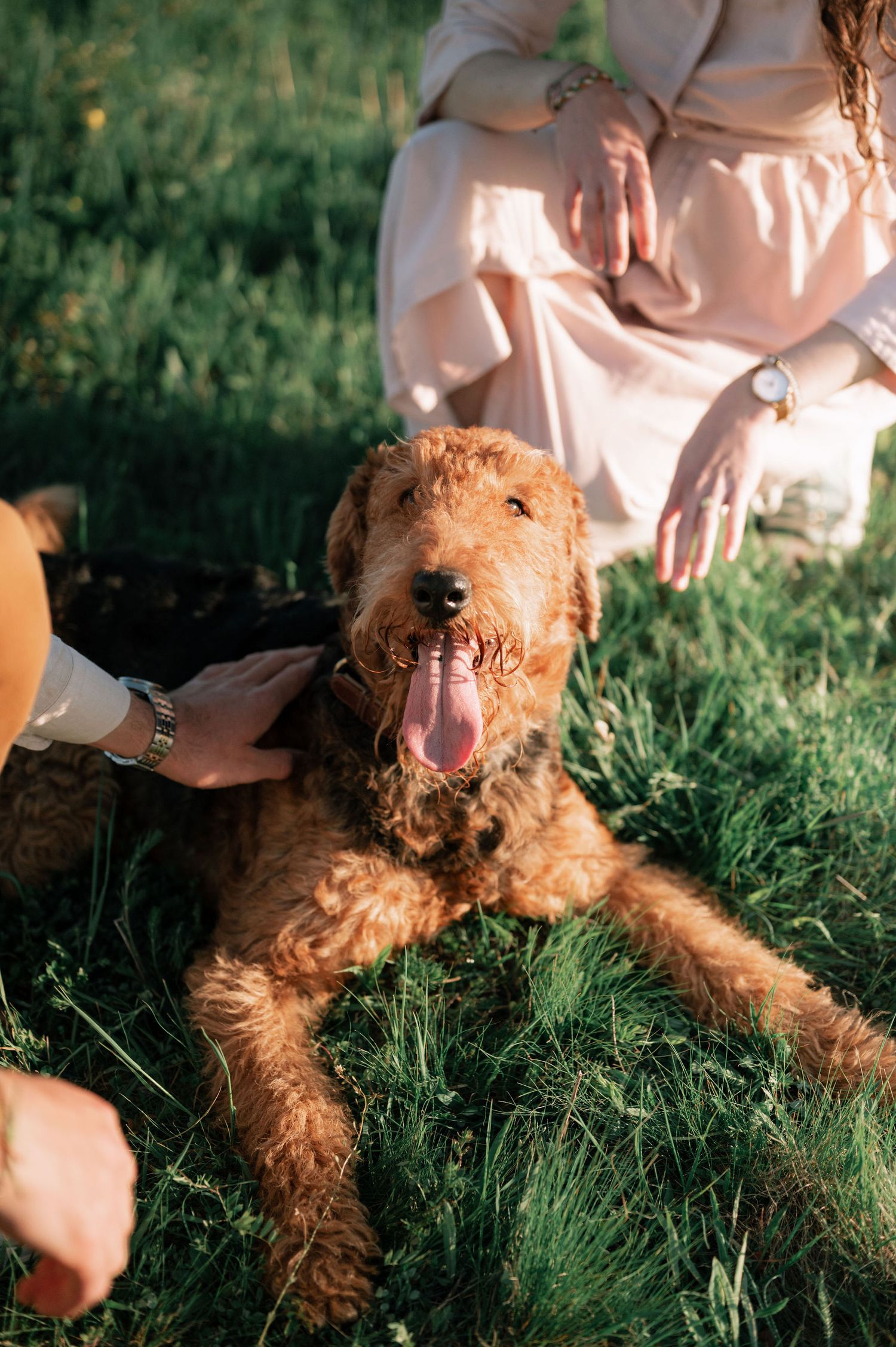 A fluffy brown Airedale terrier dog relaxes in green grass during golden hour sunlight.