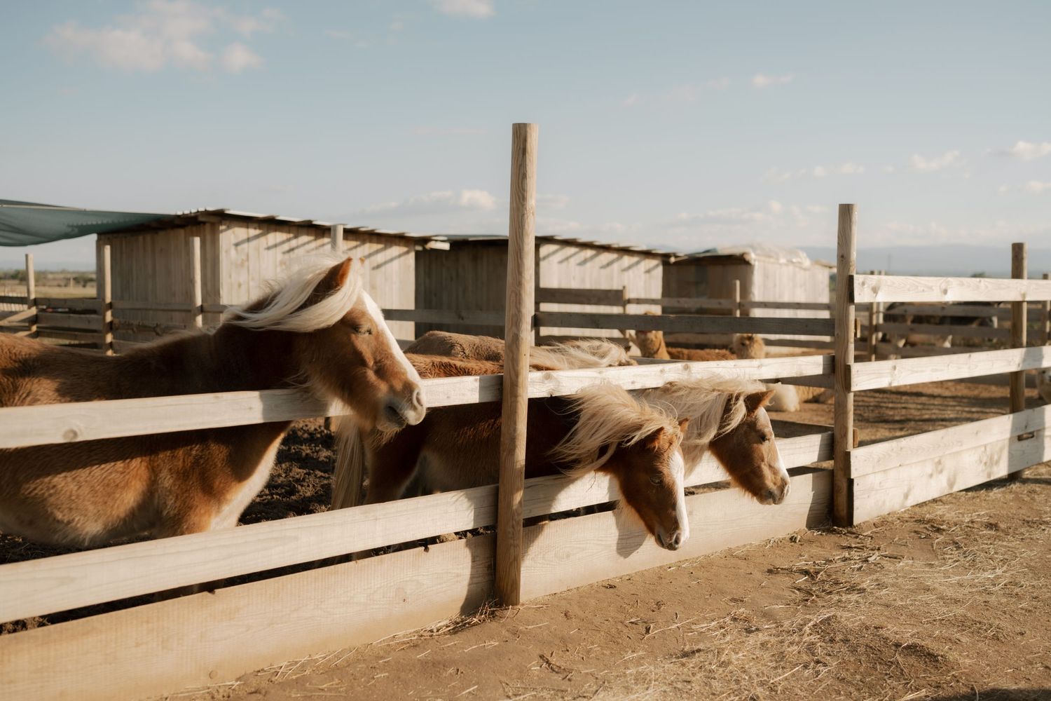 A panoramic view of horses standing in a row behind wooden fences at a ranch during sunset.