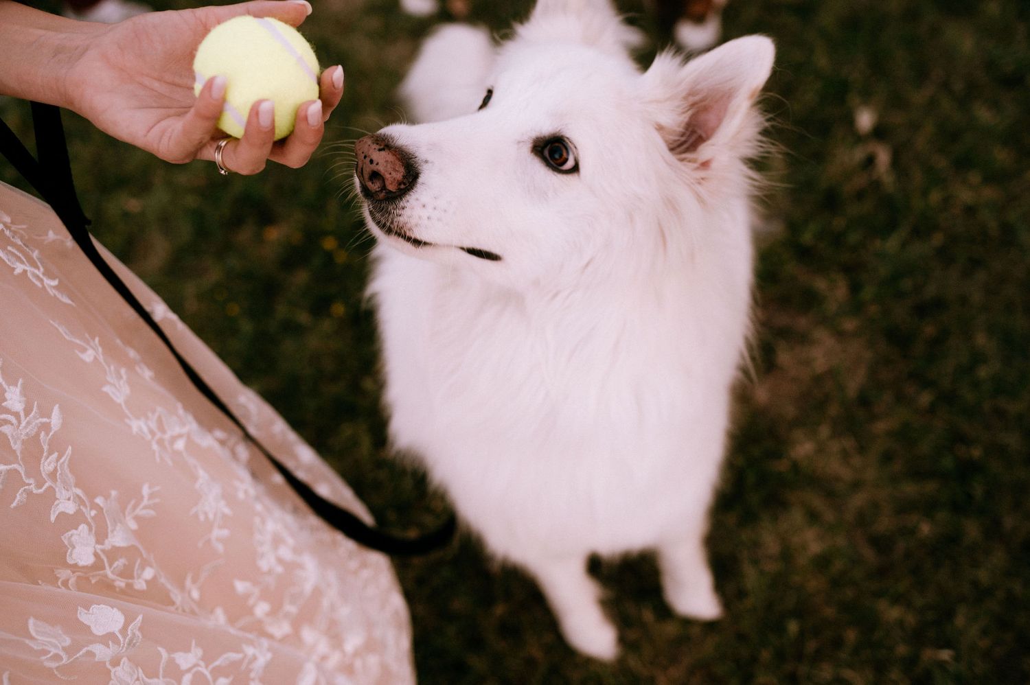 Close-up shots of a fluffy white dog playing with a tennis ball.
