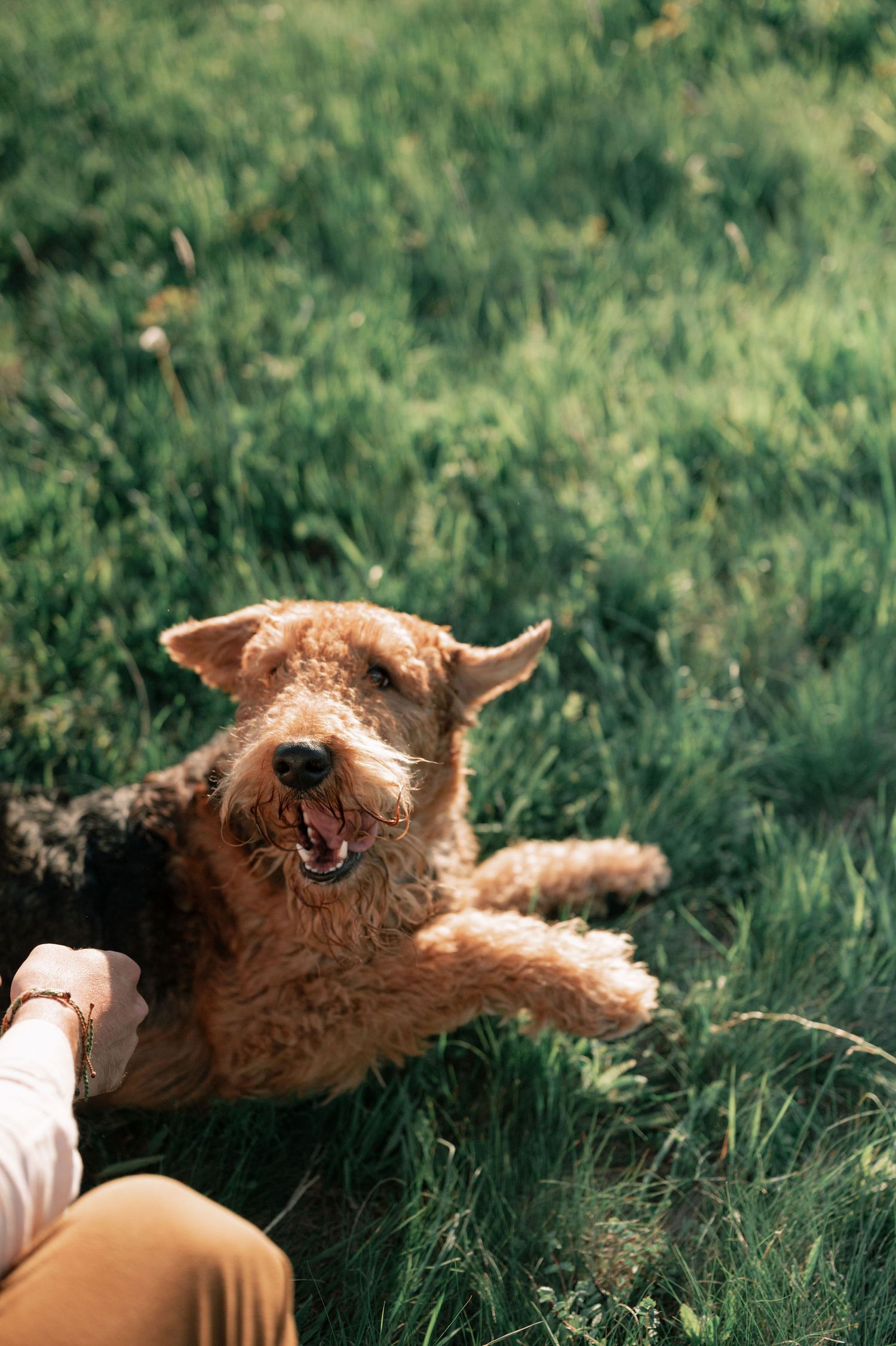 A brown cat lying in grass stretches and yawns while being petted, showing its playful and relaxed mood.