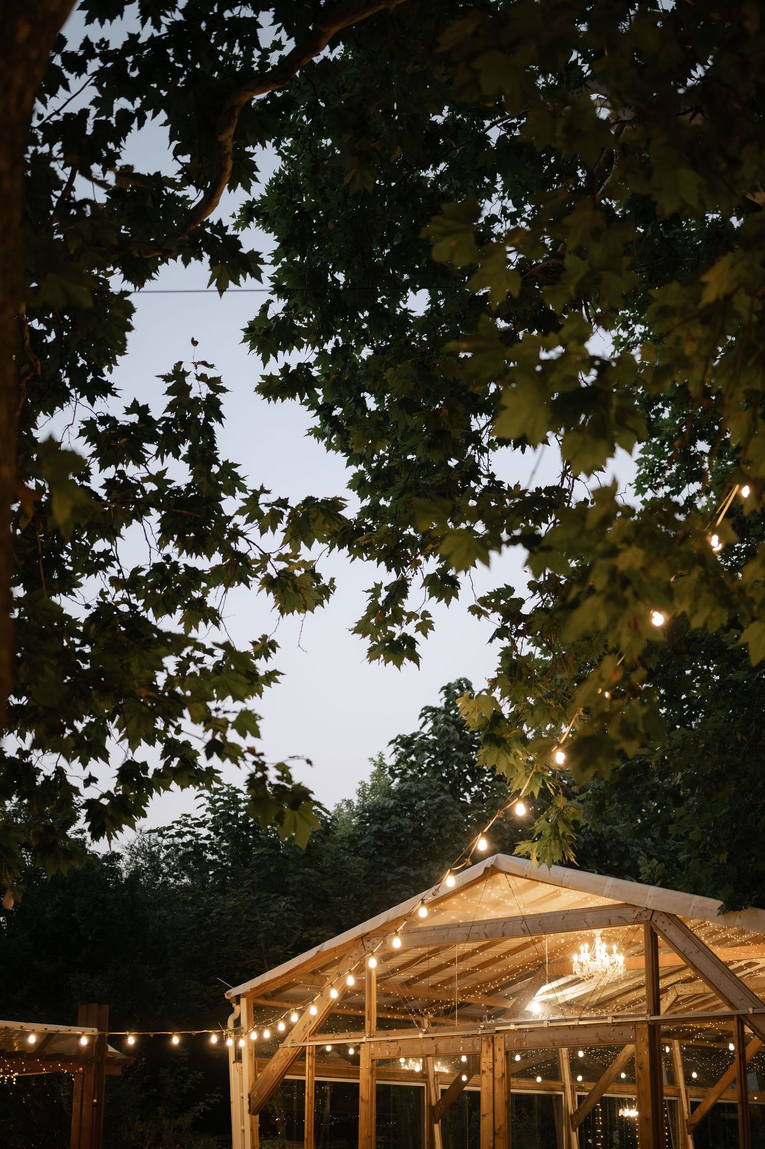 String lights hang between maple trees and a wooden barn structure creating an enchanting evening atmosphere.