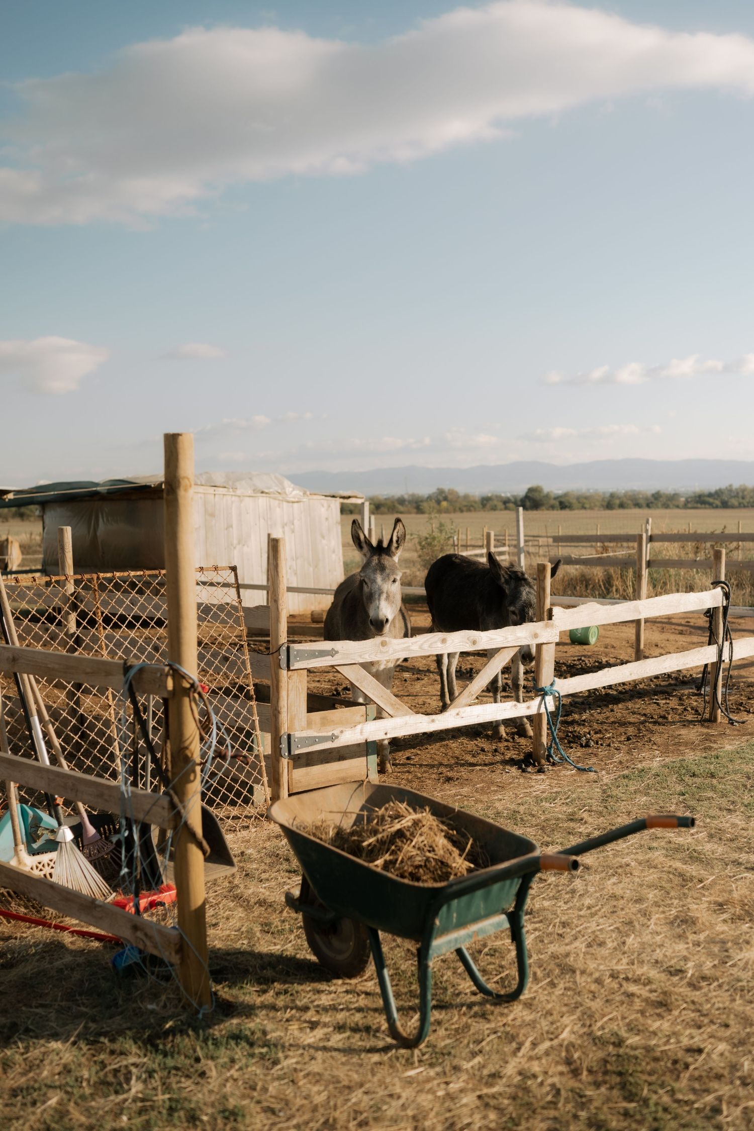 A series of wooden fences with wheelbarrows lined up in a dusty ranch or farm setting under partly cloudy skies.