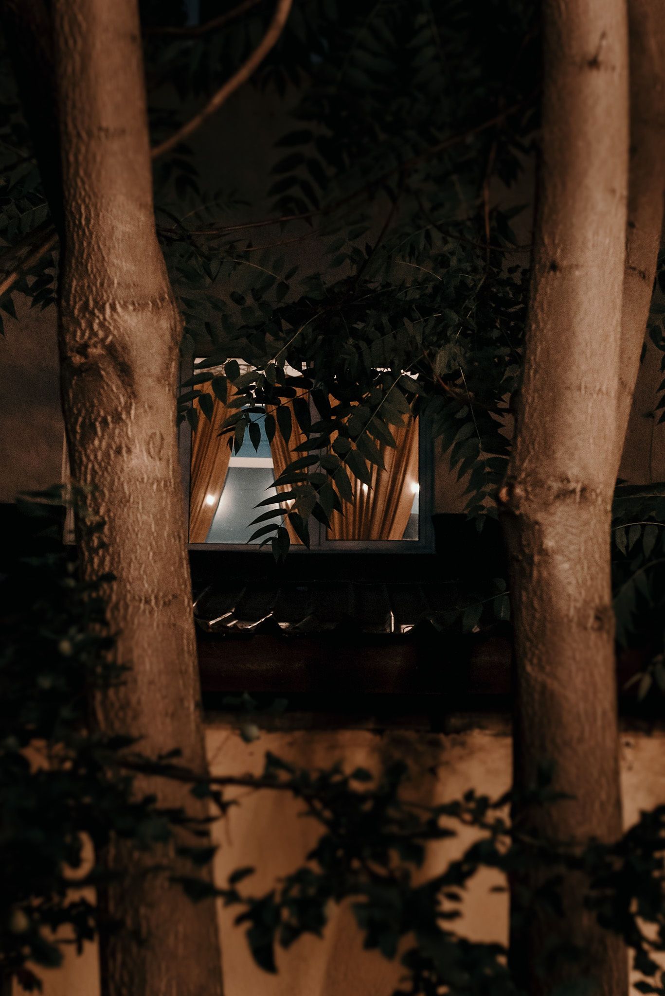 Tree trunks illuminated by warm lighting create a moody forest atmosphere at night.