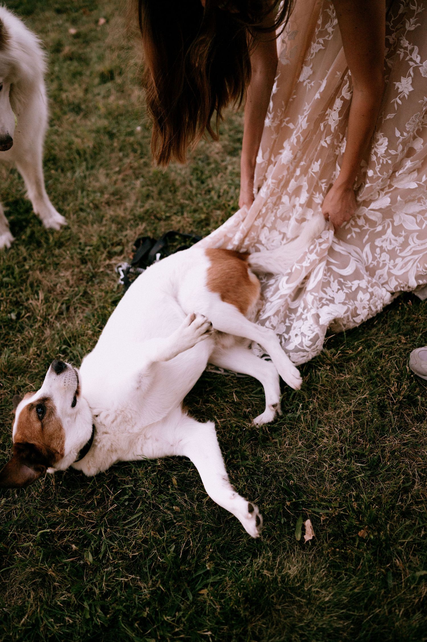Candid moment of a bride in lace dress playing with her dog on grass.