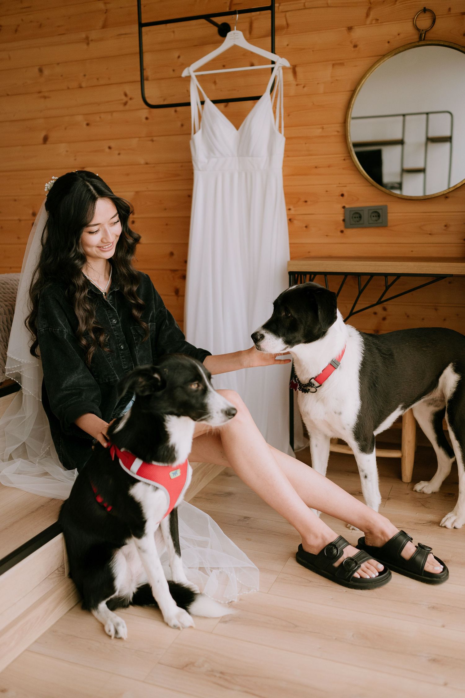 Black and white border collie poses with someone in a cabin setting with wood paneled walls.