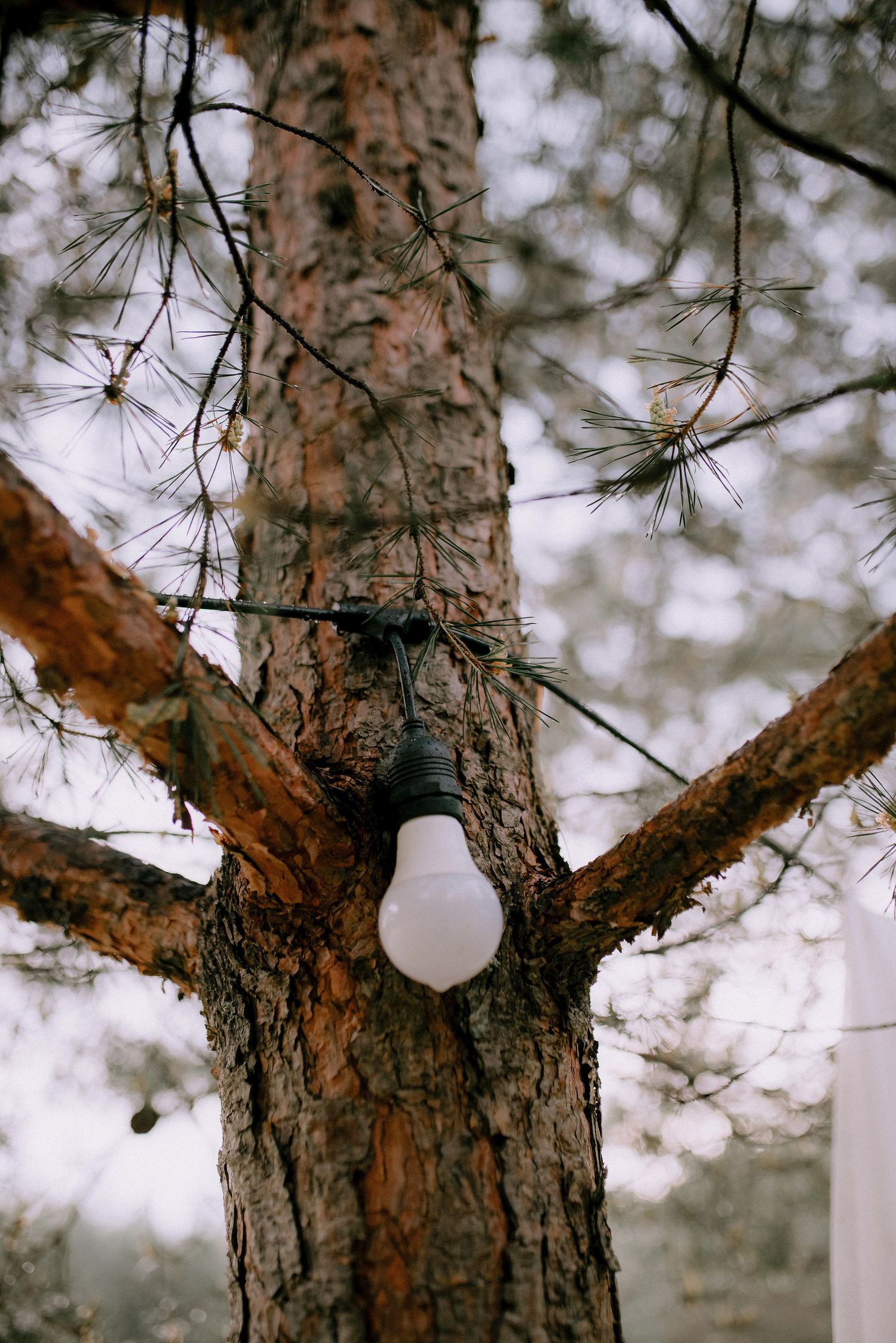 Pine trees with rugged bark trunks against a soft bokeh background in natural lighting.